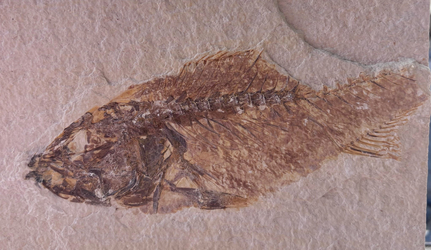 Pez Fósil, 18x11.8 cm