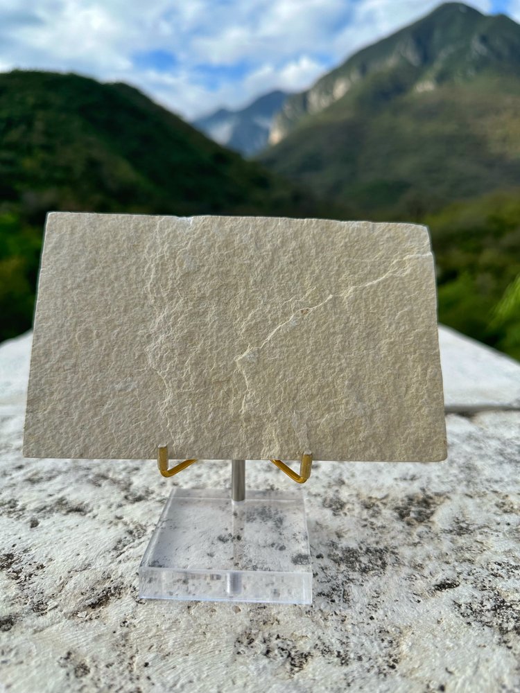 Pez Fósil (Knightia Eocaena), 8 cm