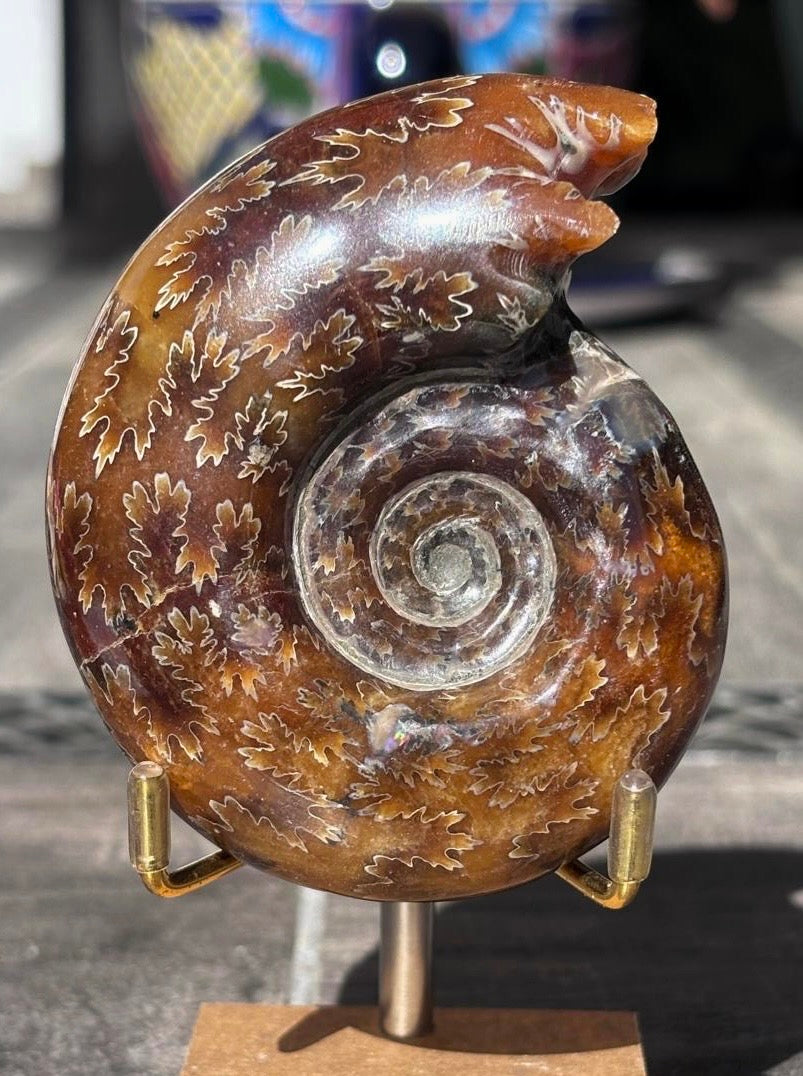 Amonite Cleoniceras Pulido, 8x7 cm #Hh50
