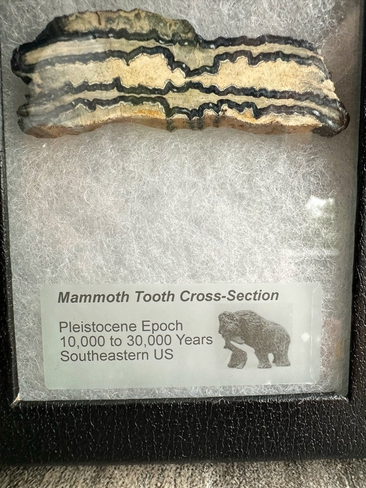 Muela de Mamut, Corte Transversal