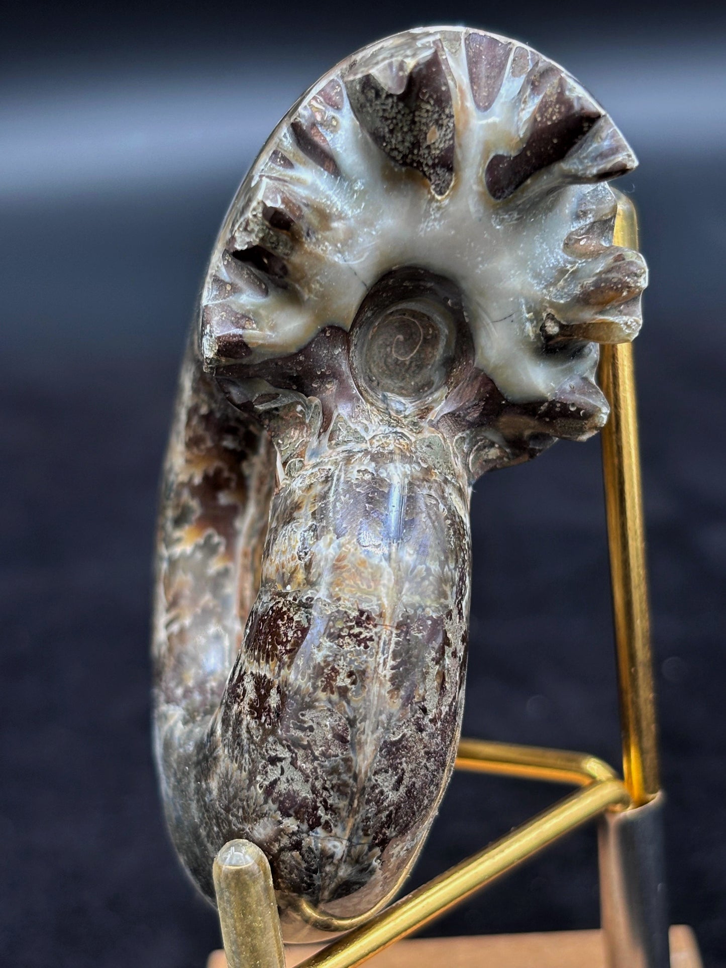 Amonite Cleoniceras Pulido, 8x7 cm #Hh56