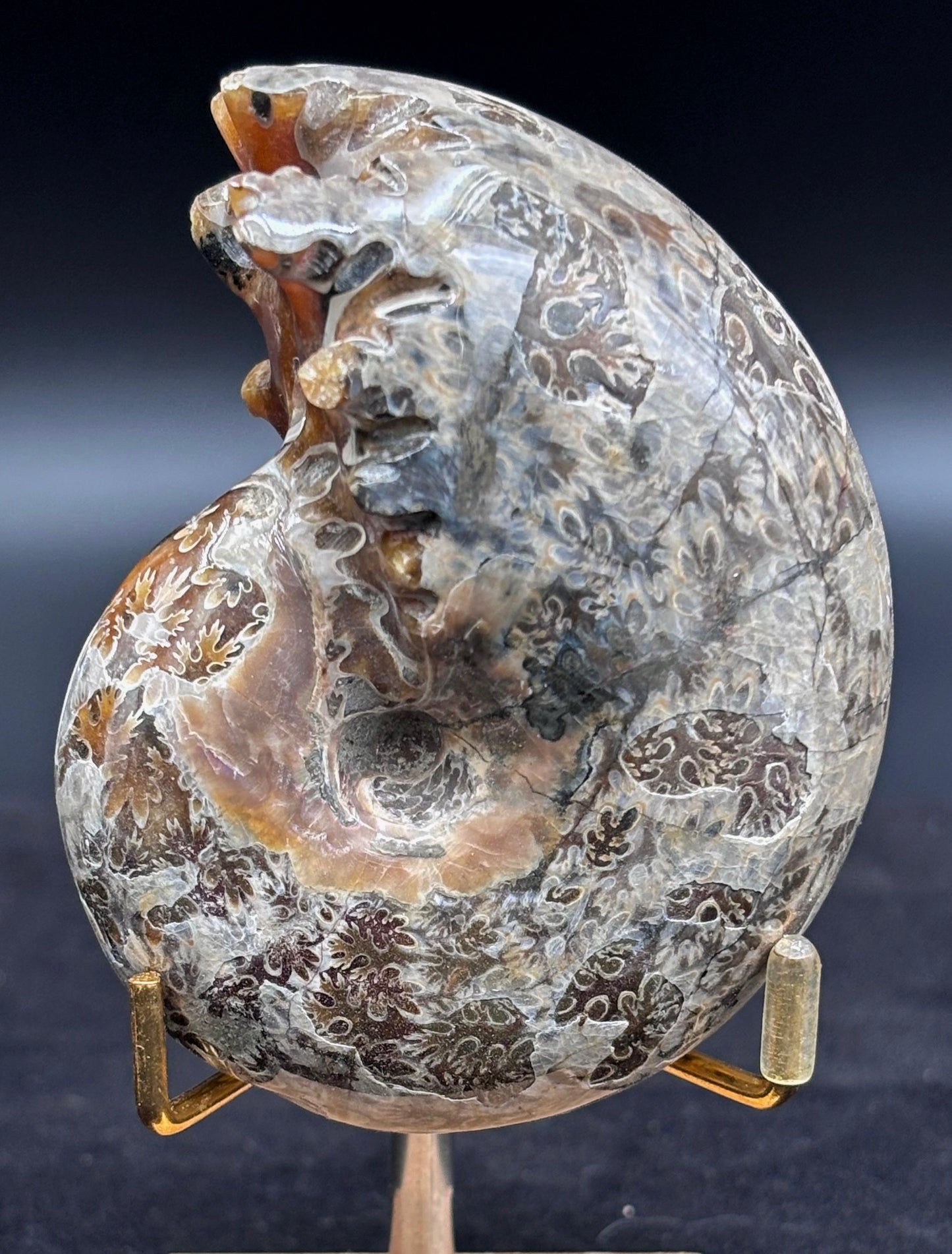 Amonite Cleoniceras Pulido, 8x7 cm #Hh55