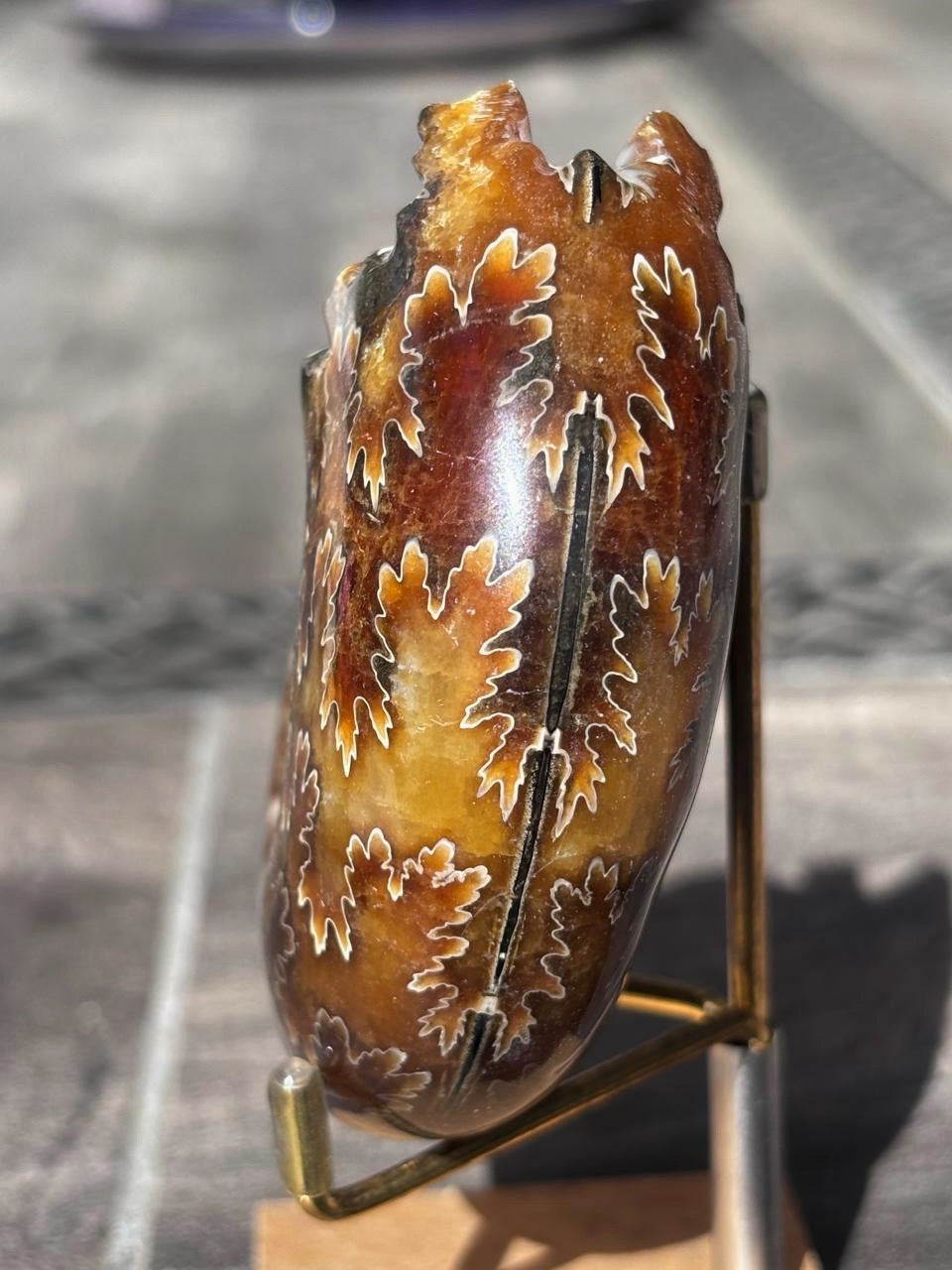 Amonite Cleoniceras Pulido, 8x7 cm #Hh50