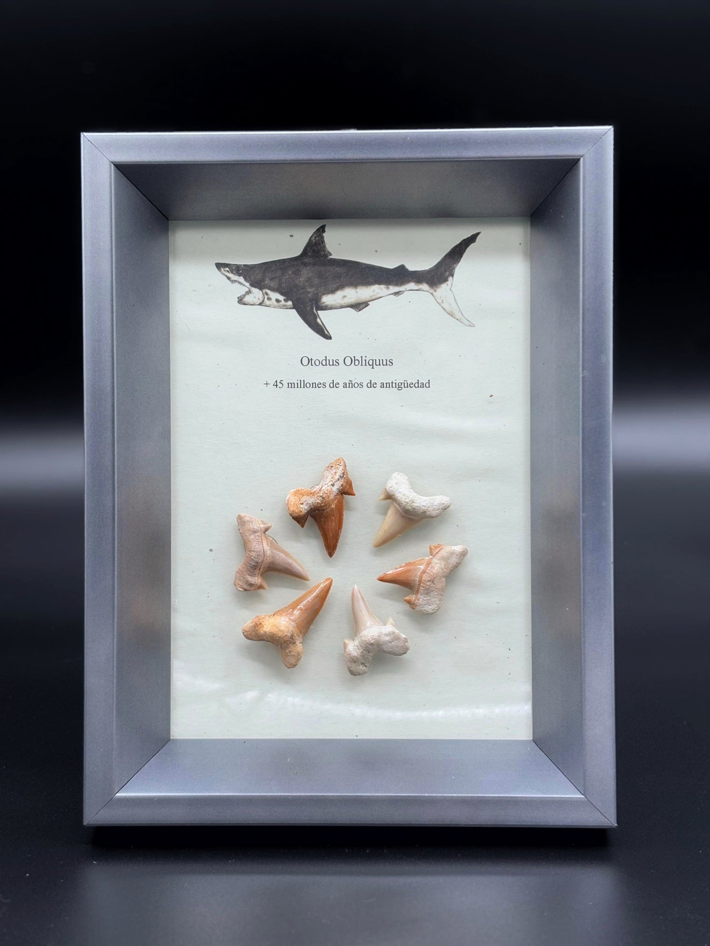 Otodus Obliquus Dientes de Tiburón