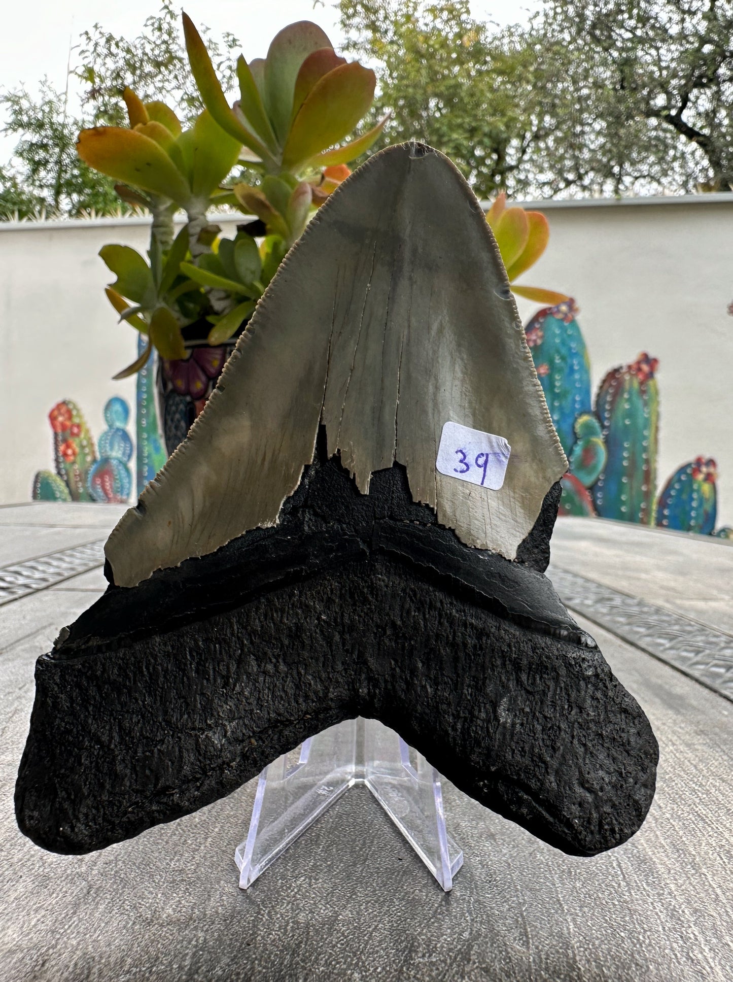 Diente de Megalodón. 4.8 pulgadas #M39