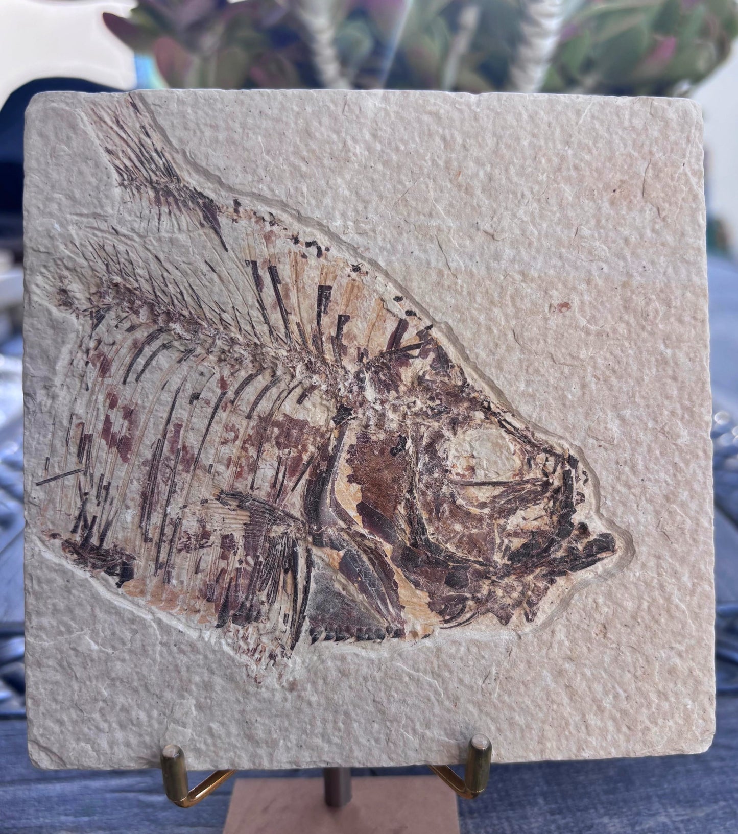 Pez Fósil (Dyplomystus Dentatus), 12x11.5 cm
