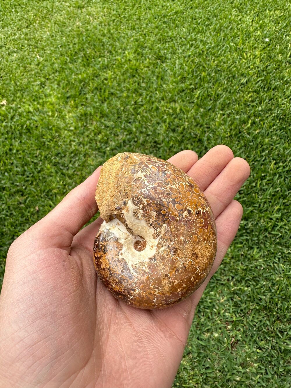 Amonite Aspidoceras Pulido, 8.4 cm #A135