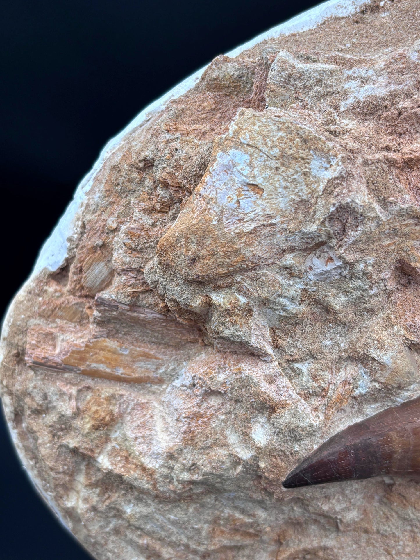 Dientes de Mosasaurio con Huesos, 34x24 cm