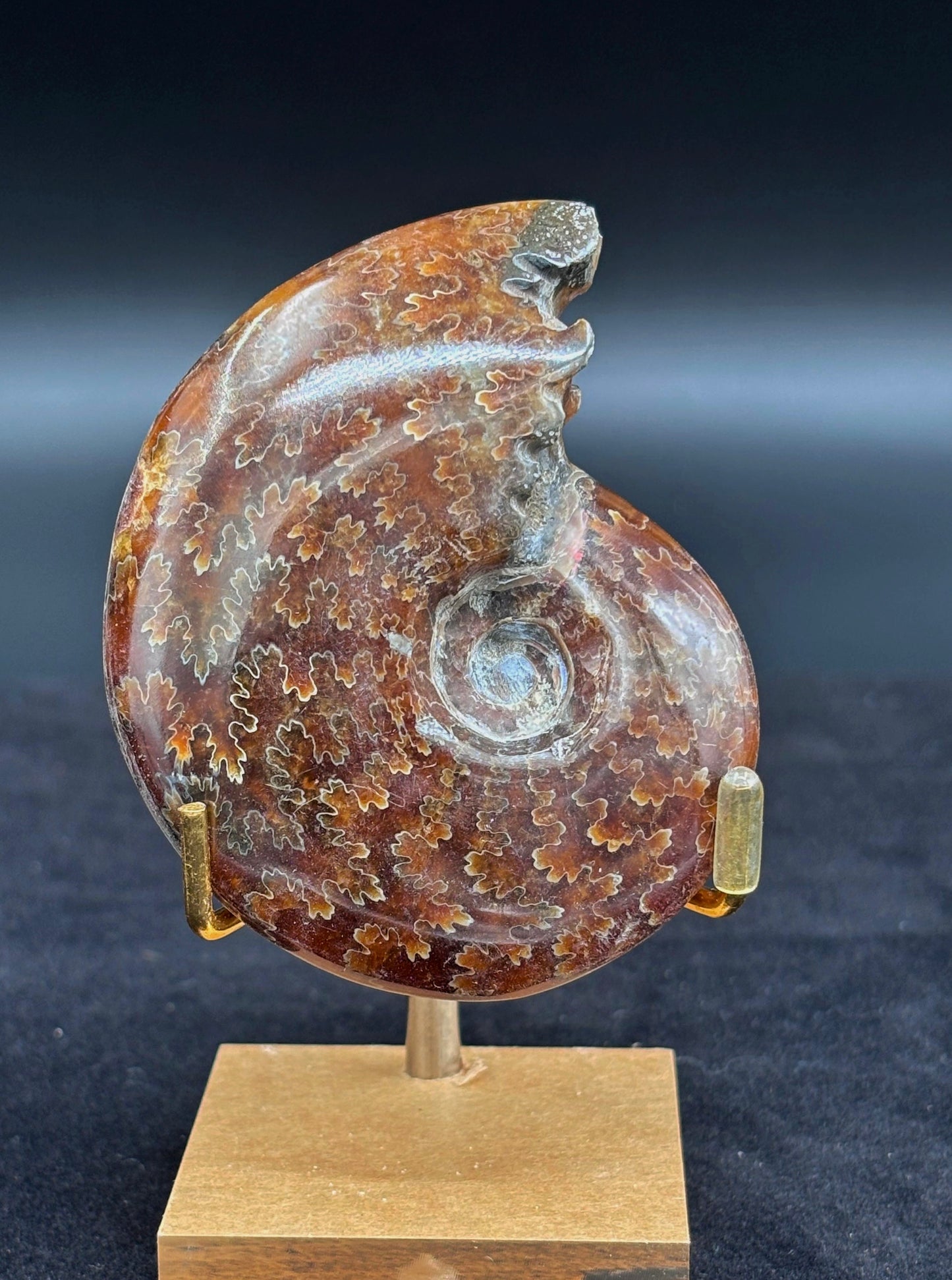 Amonite Cleoniceras Pulido, 8x6 cm #Hh58