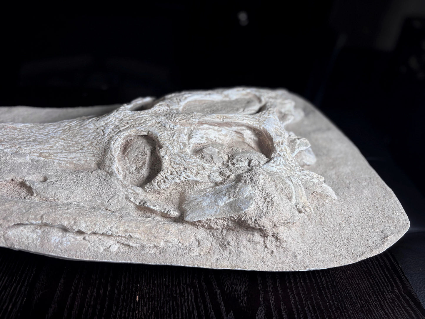 Cráneo de Cocodrilo Dyrosauridae, 84x34cm