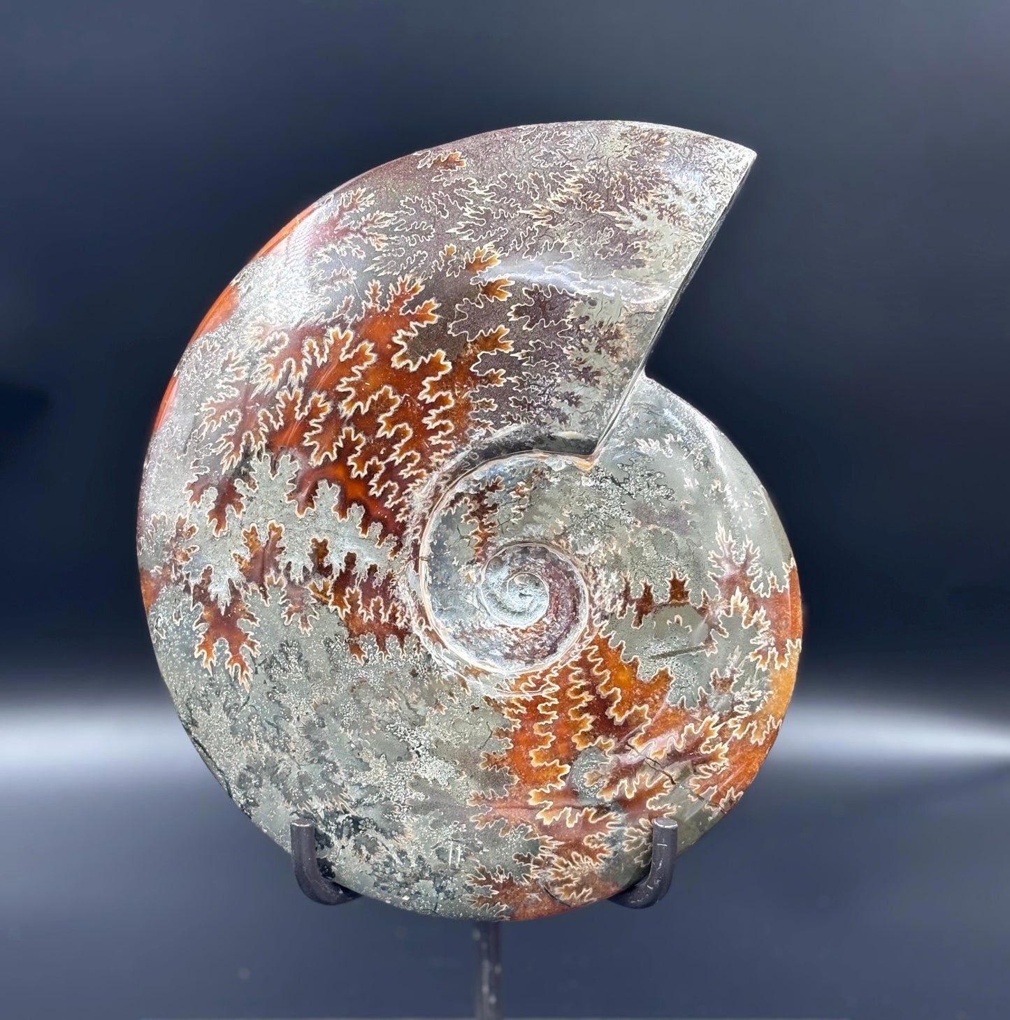 Amonite Cleoniceras Pulido, 23x19cm #Hh4