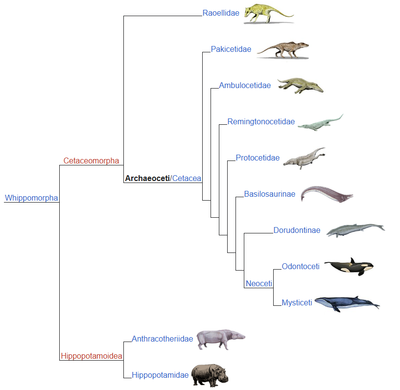 Mandíbula de Archaeoceti (Antepasado de Ballenas), 19cm #Hh26