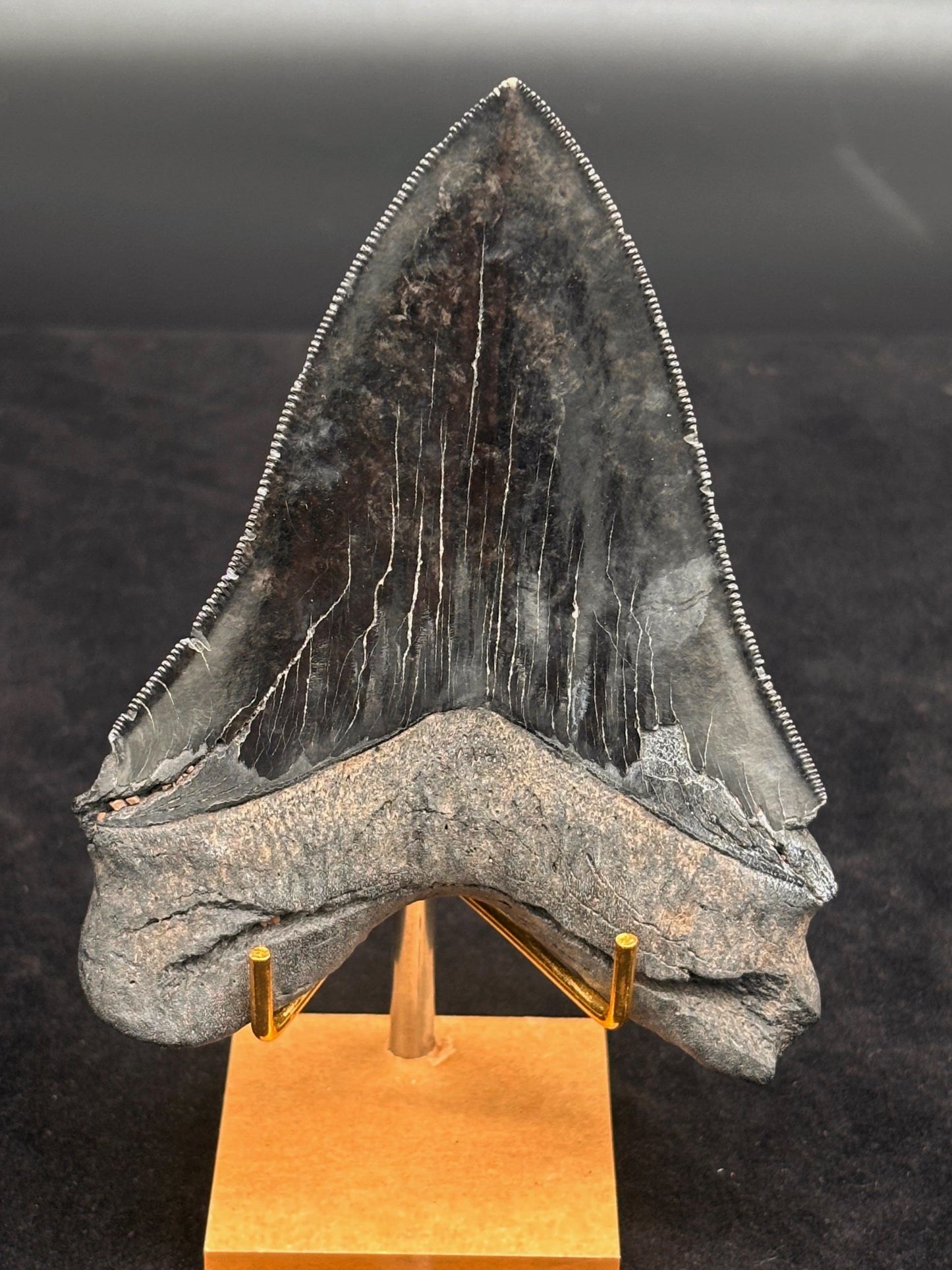 Diente de Megalodón. 4.9 pulgadas #Hh83