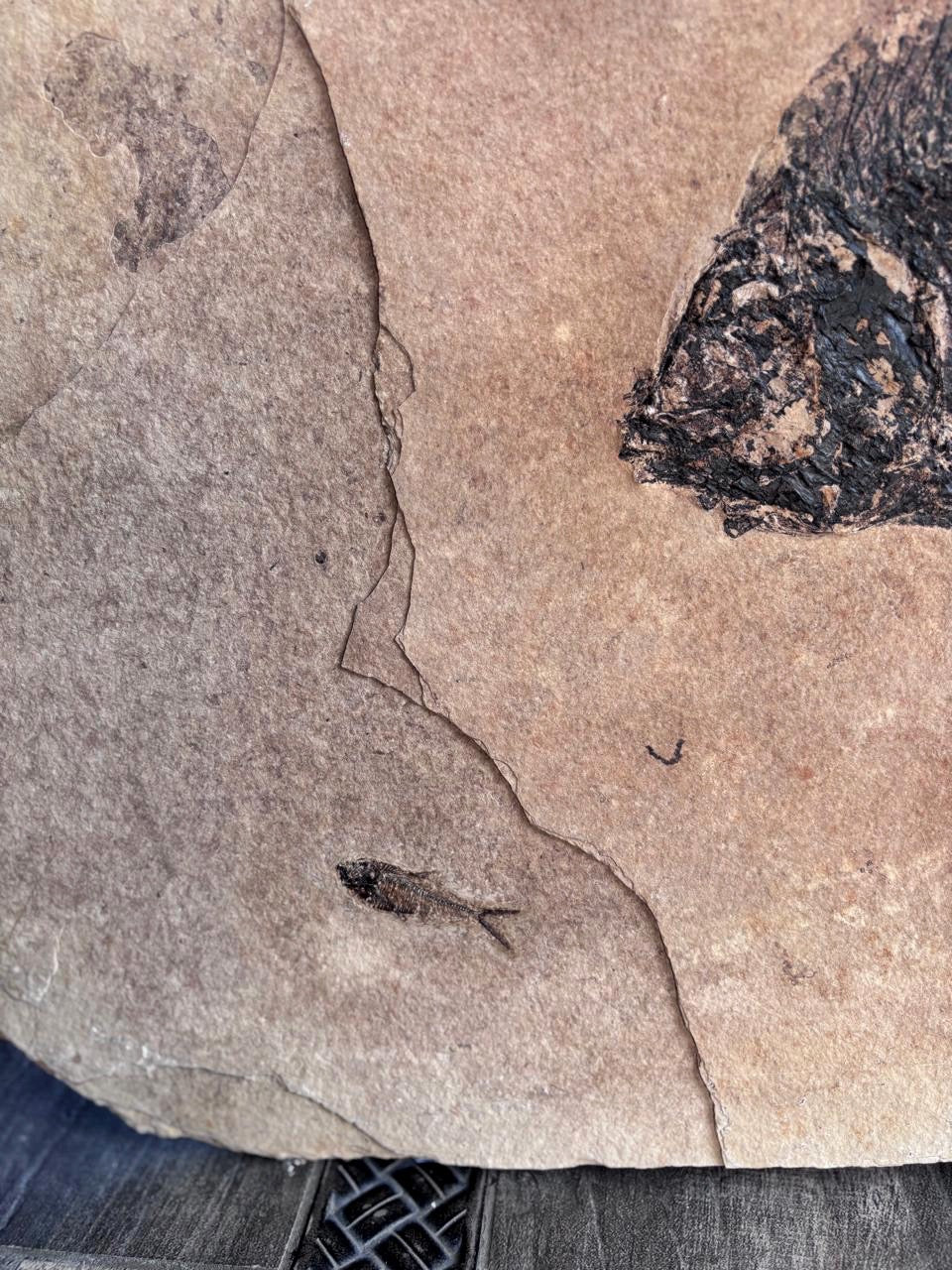 Peces Fosilizados (Phareodus y Dyplomystus), 74x56 cm