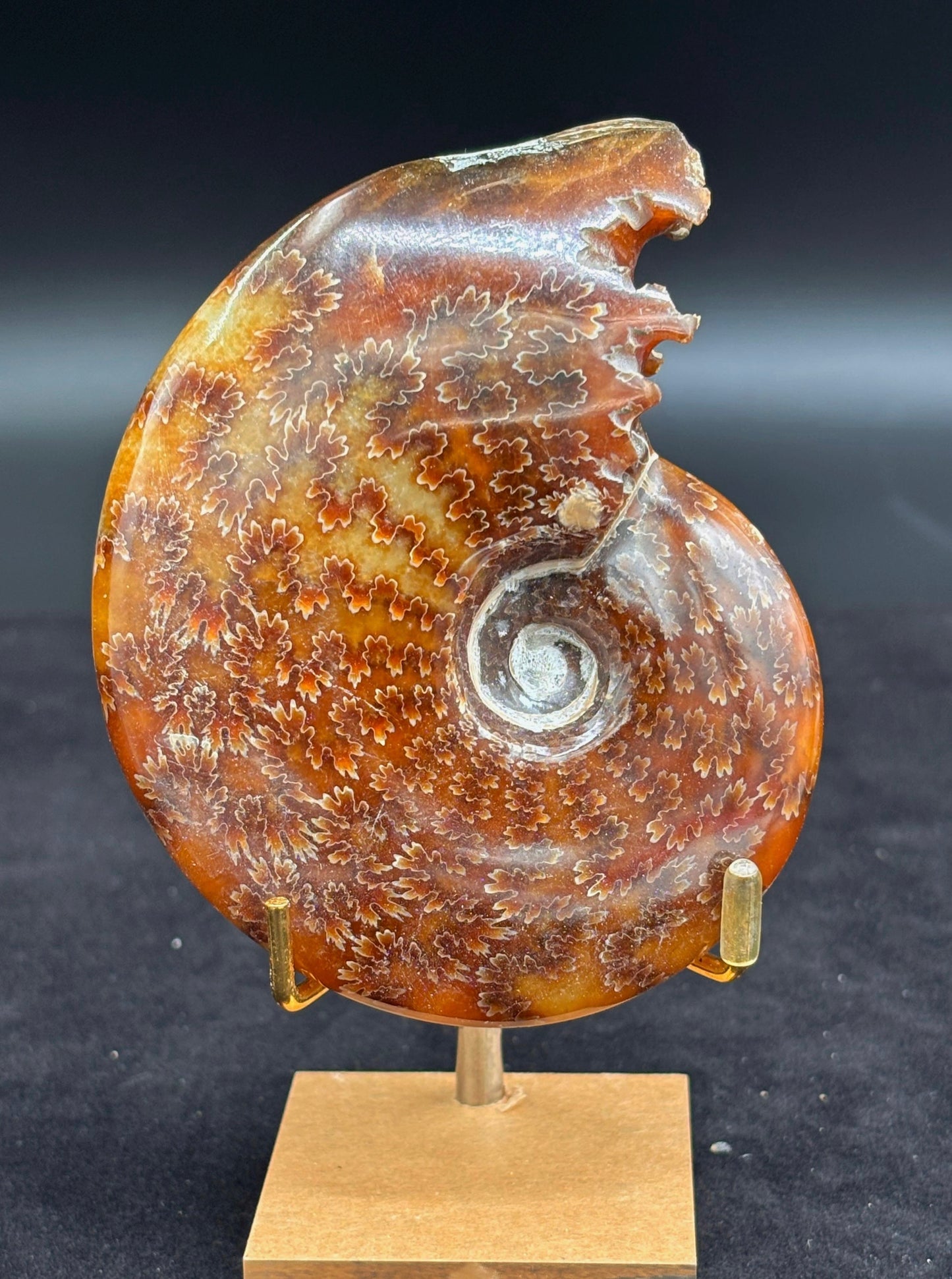 Amonite Cleoniceras Pulido, 10x8 cm #Hh67