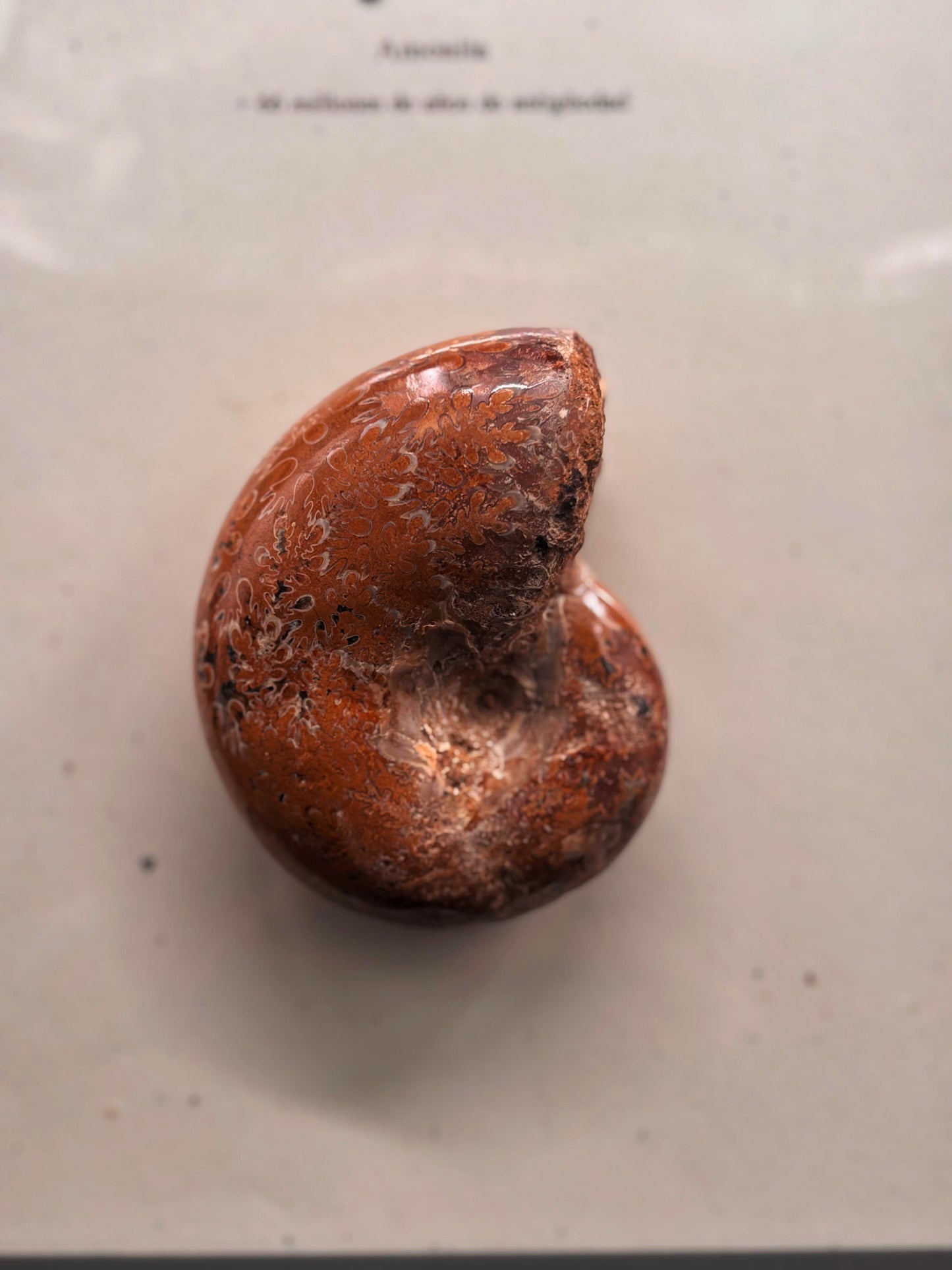 Amonite Aspidoceras Pulido, 8 cm #A139