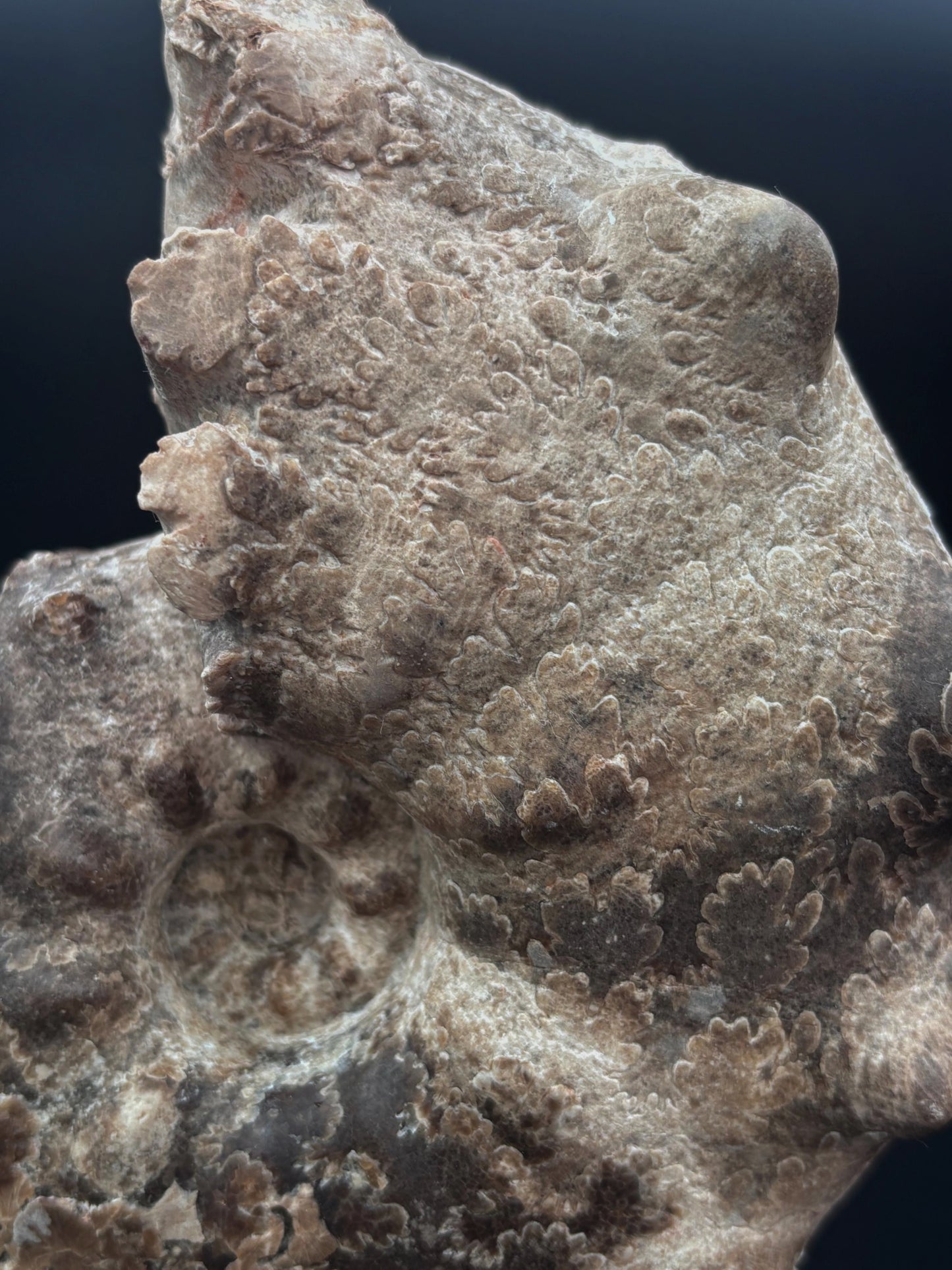 Amonite (Mammites), 16x13 cm #Hh27