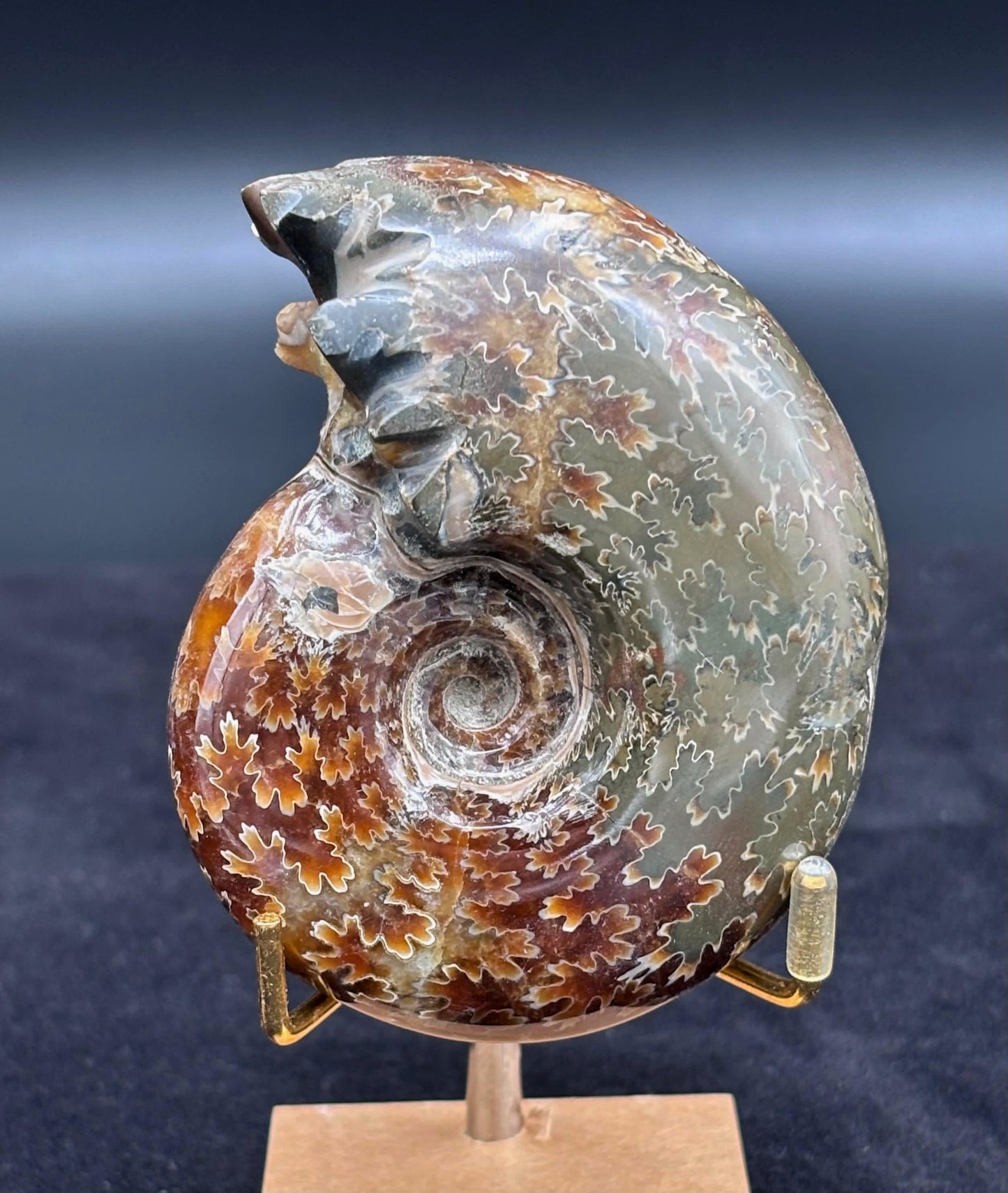 Amonite Cleoniceras Pulido, 9x7 cm #Hh52