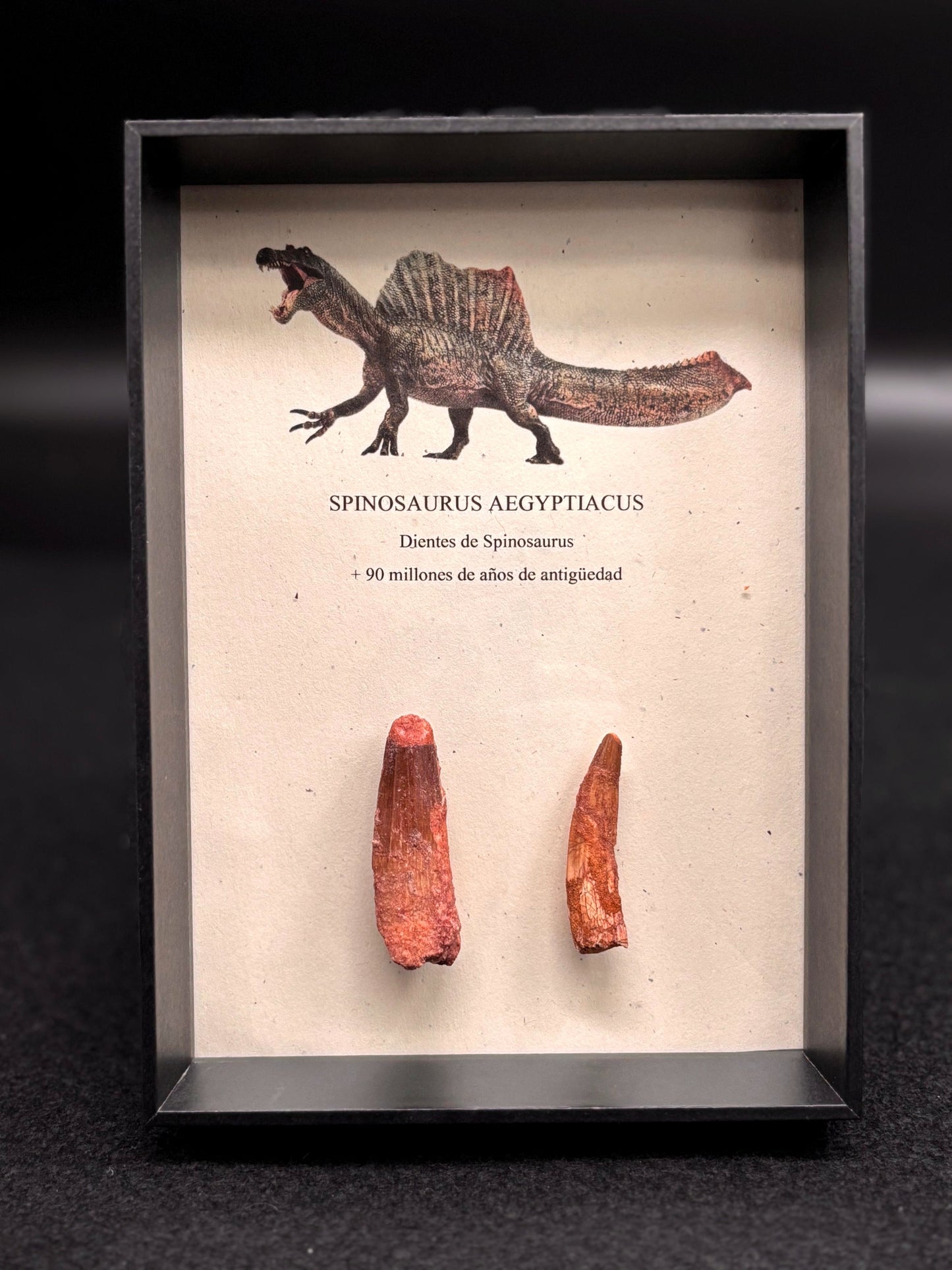 2 Dientes de Spinosaurus