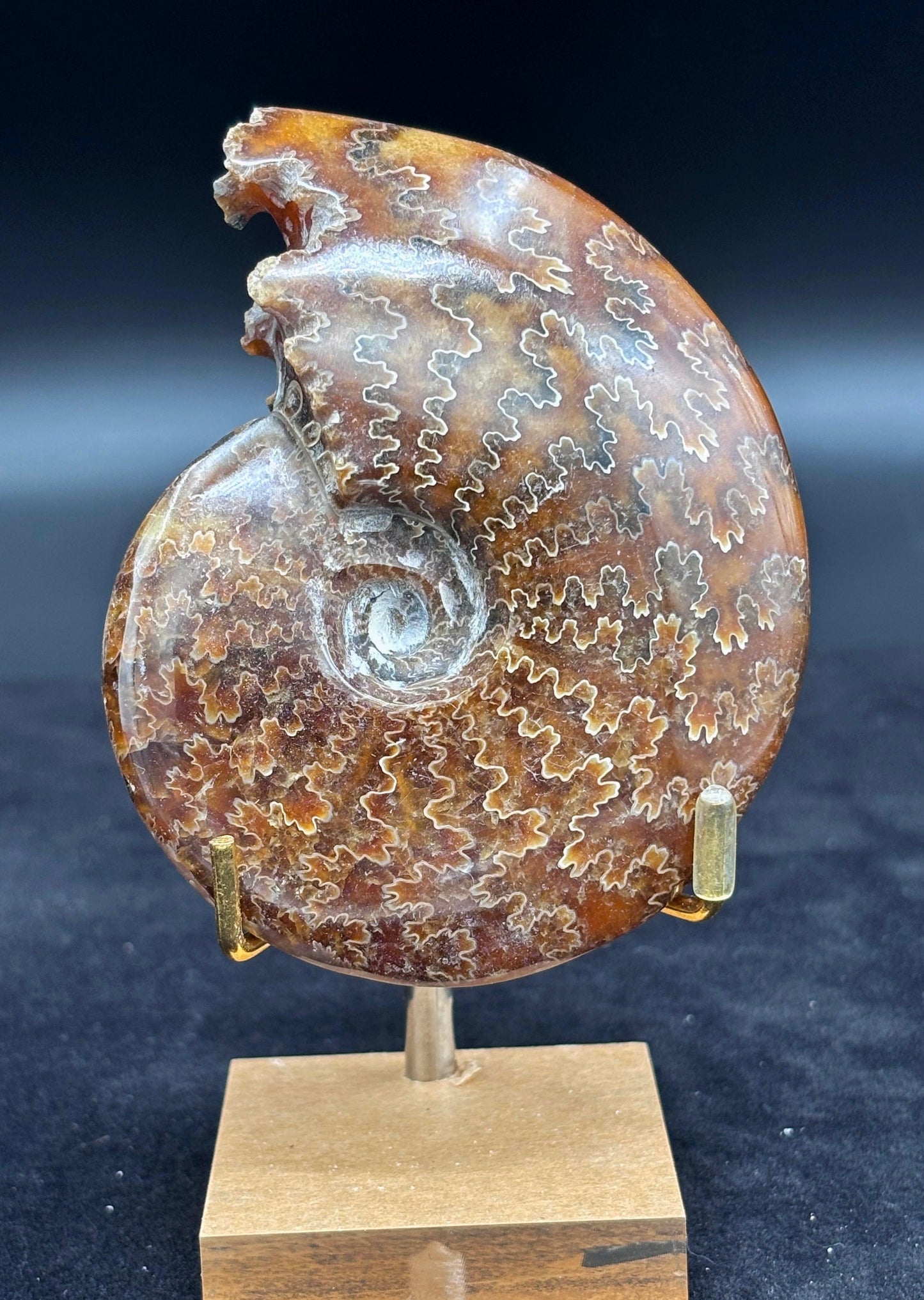 Amonite Cleoniceras Pulido, 10x8 cm #Hh61