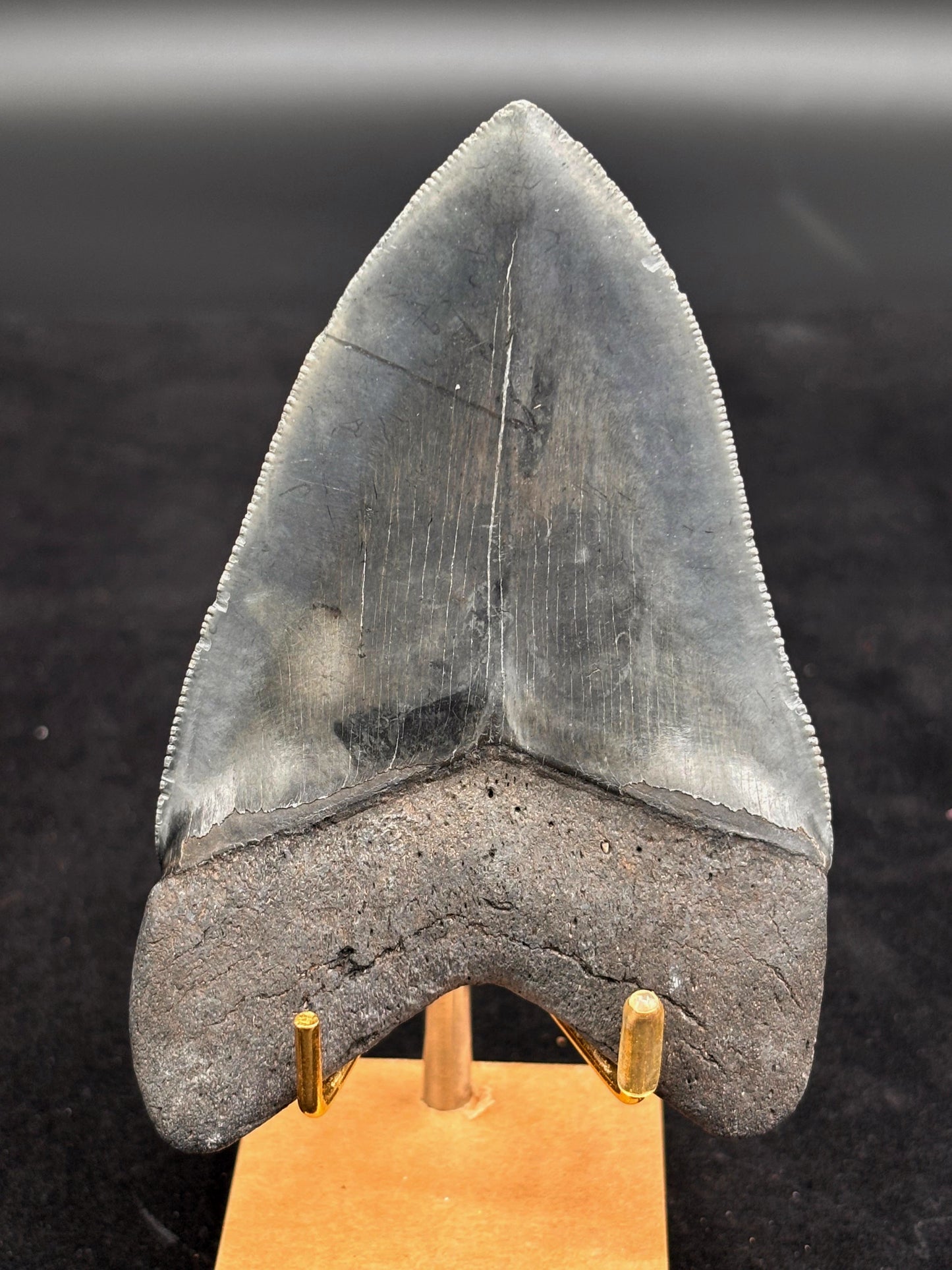 Diente de Megalodón. 4.7 pulgadas #Hh77