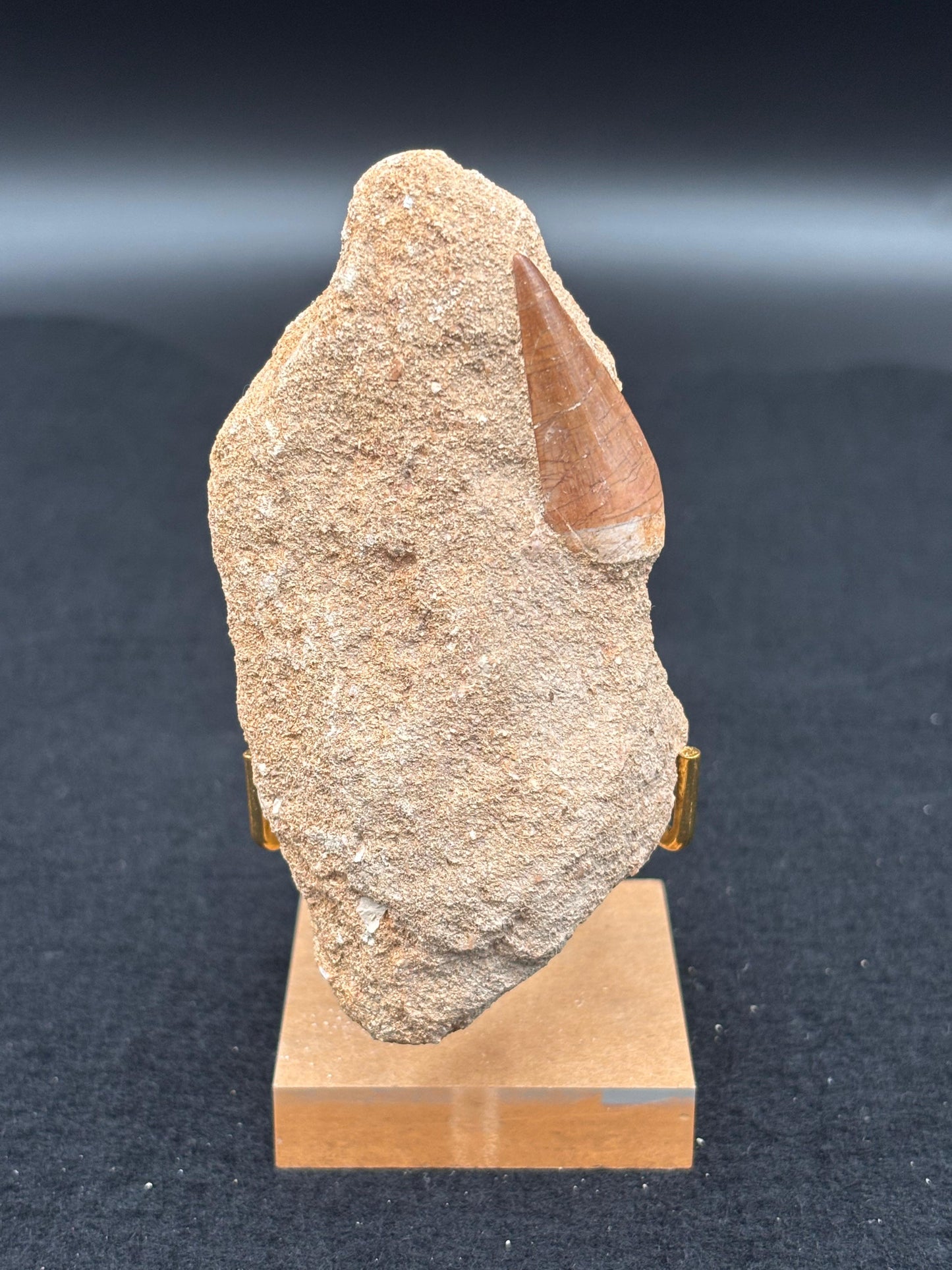 Diente de Mosasaurio en su Matriz