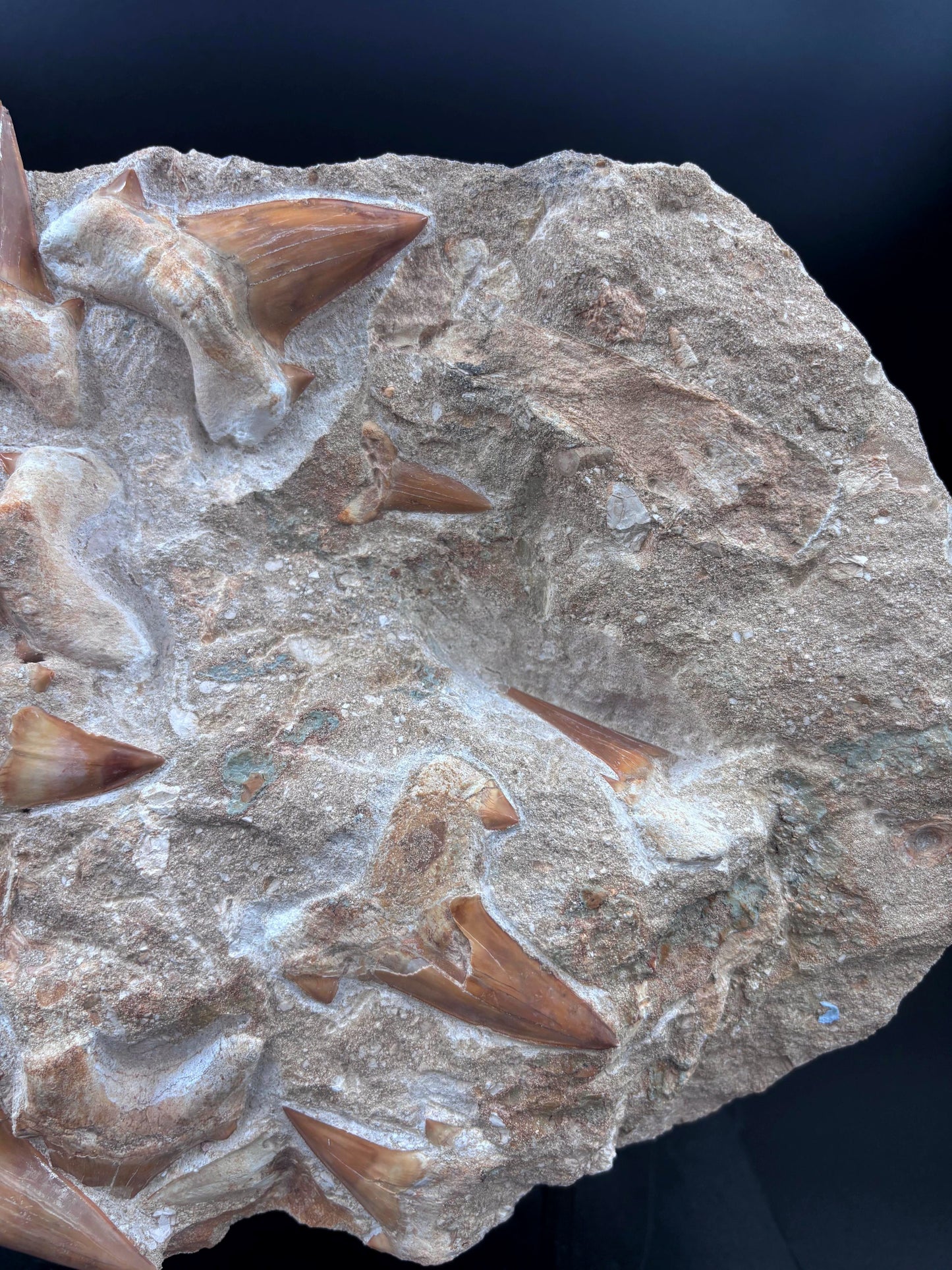 Dientes y Vértebra de Otodus Obliquus