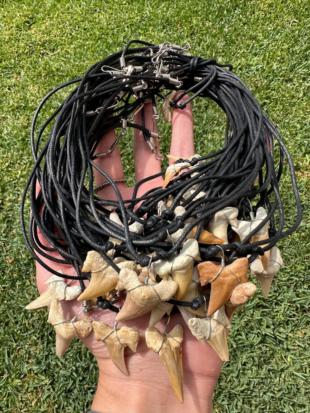 Collar Diente Real de Tiburon (Fósiles), 2 cm