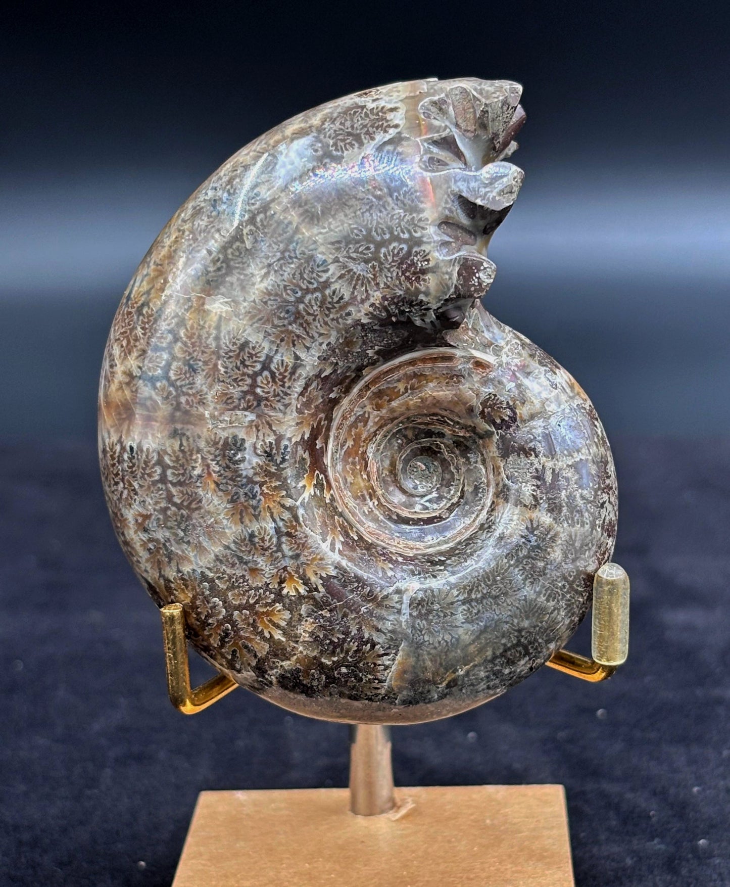 Amonite Cleoniceras Pulido, 8x7 cm #Hh56