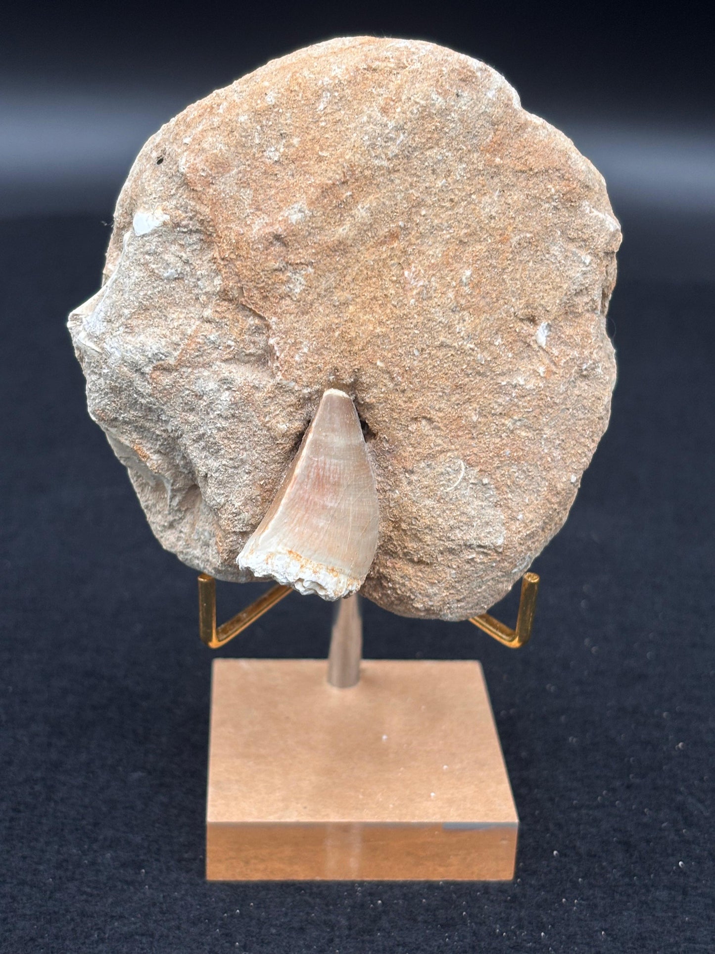 Diente de Mosasaurio en su Matriz