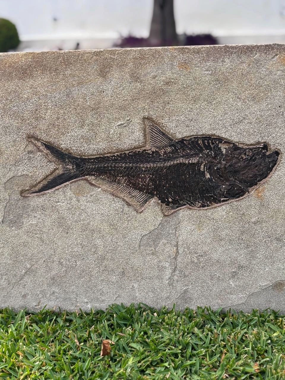 Pez Fosilizado (Dyplomystus), 66x45 cm