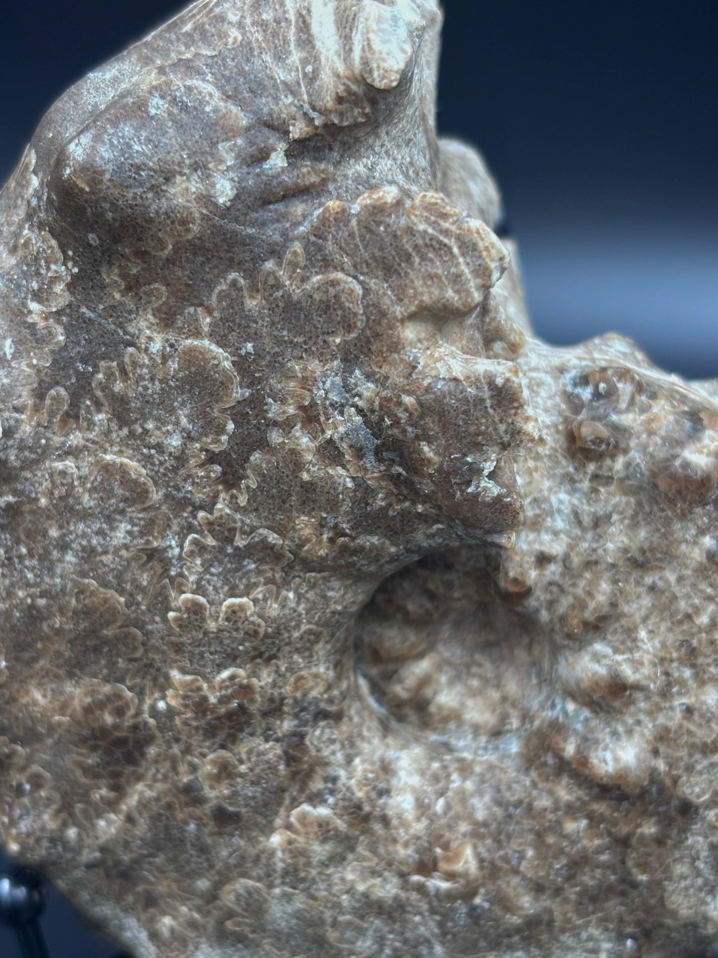 Amonite (Mammites), 11x9 cm #Hh28