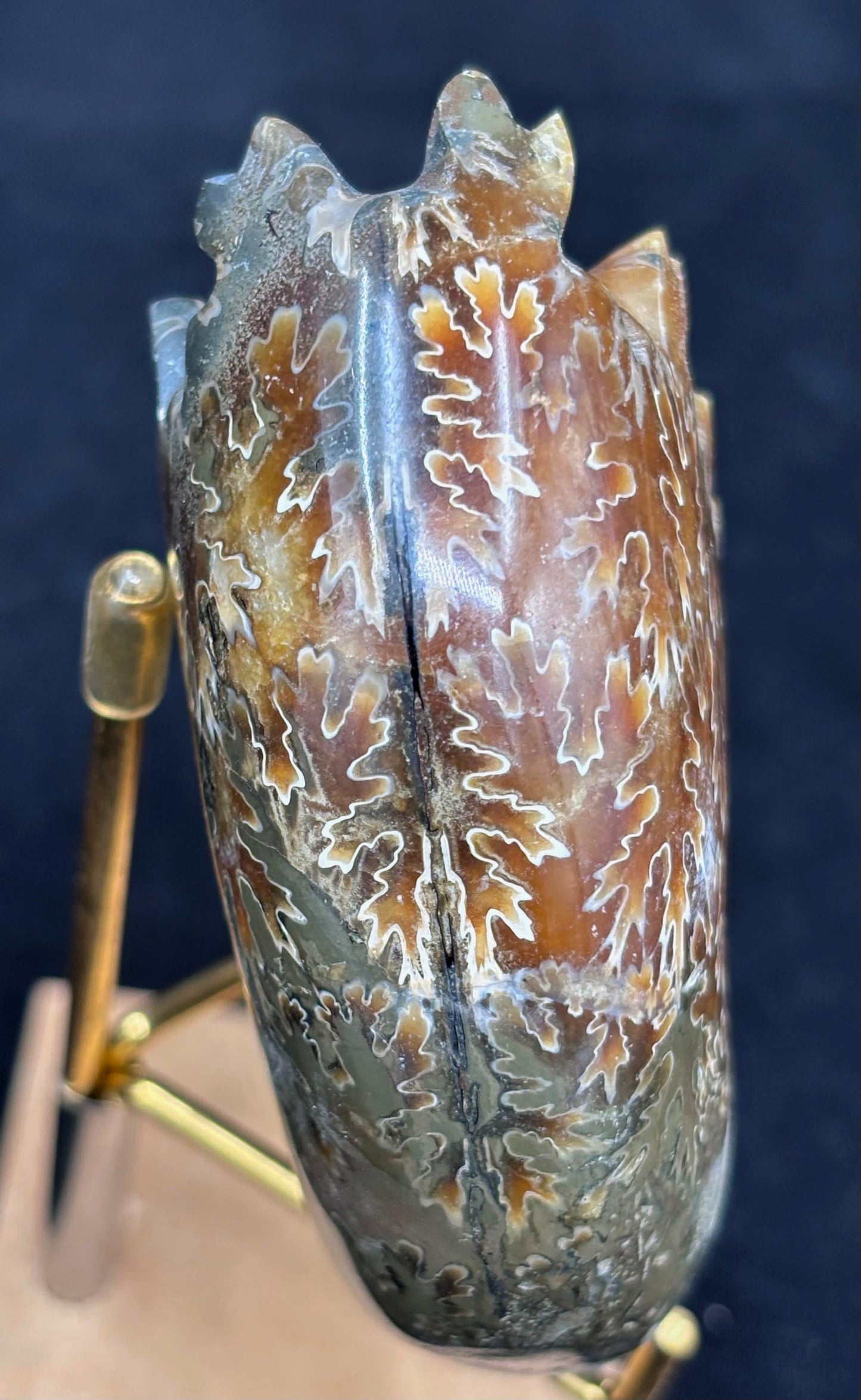 Amonite Cleoniceras Pulido, 9x7 cm #Hh52