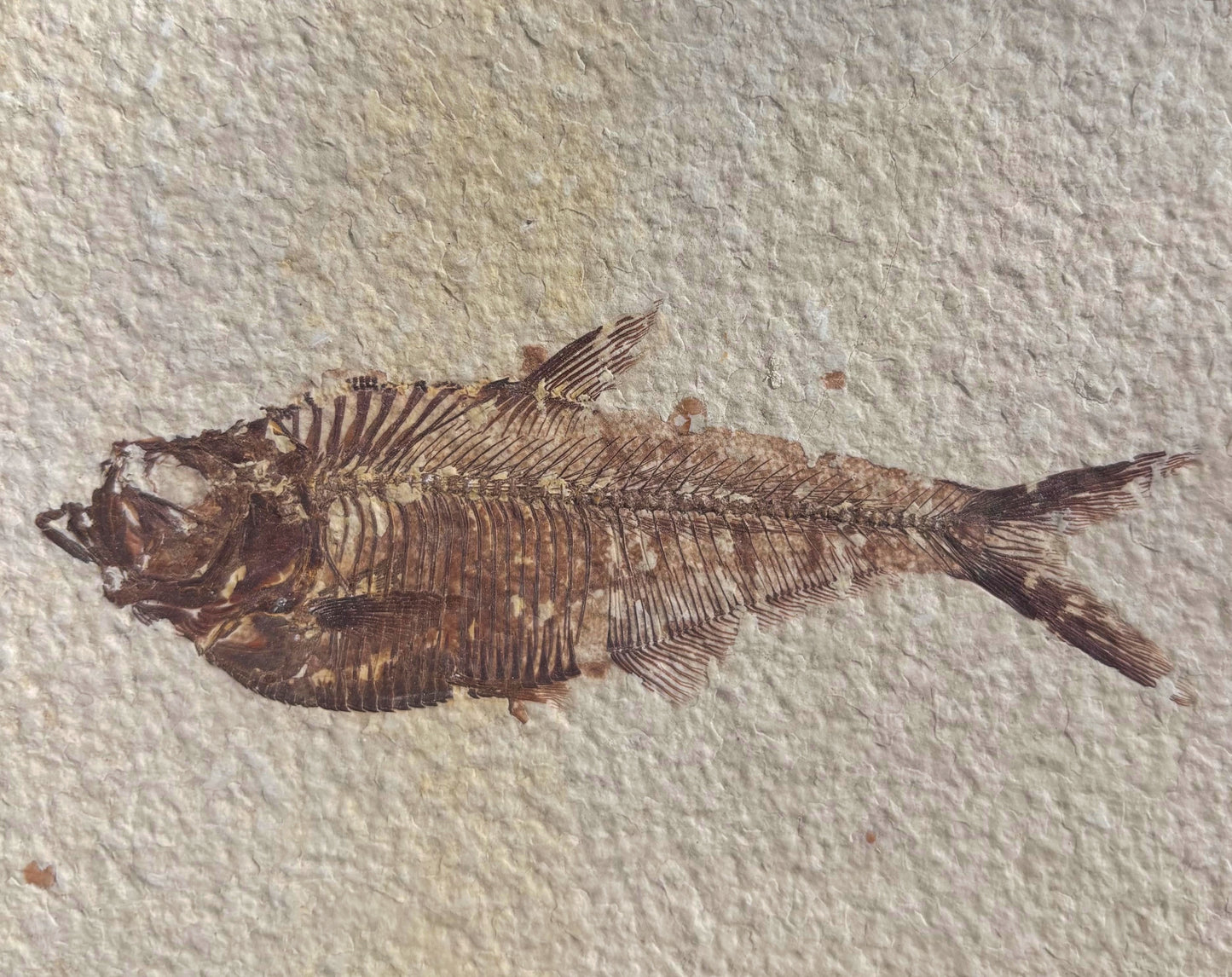 Pez Fósil (Dyplomystus Dentatus), 18x12 cm