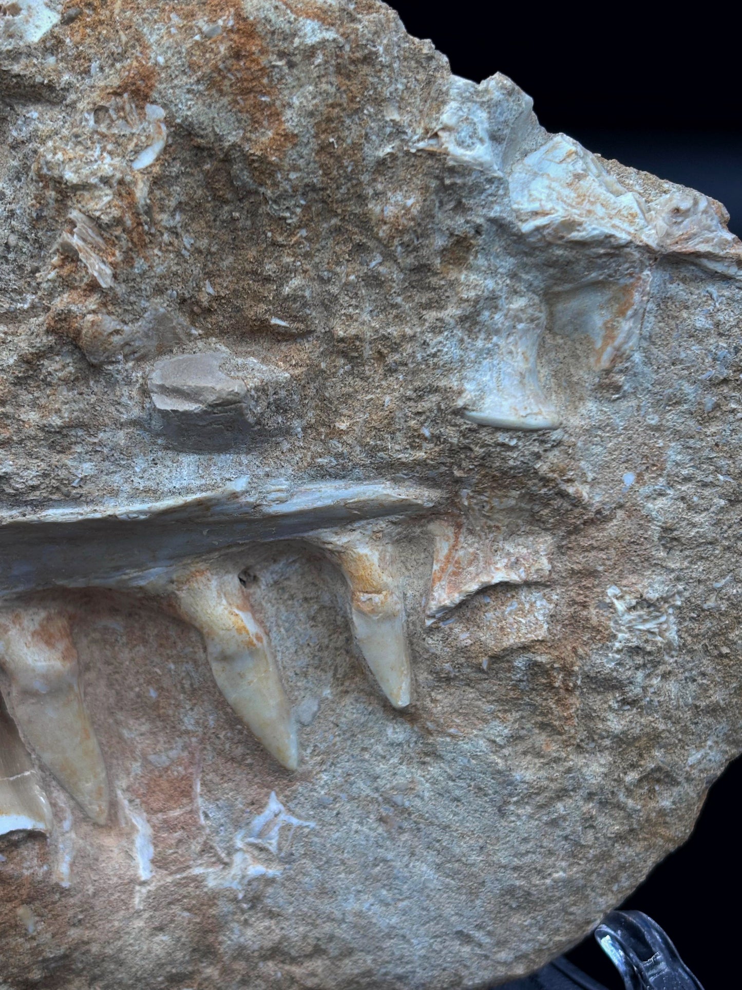 Mandíbula de Pez (Enchodus) y Diente de Mosasaurio, 13.2x12cm #Hh22