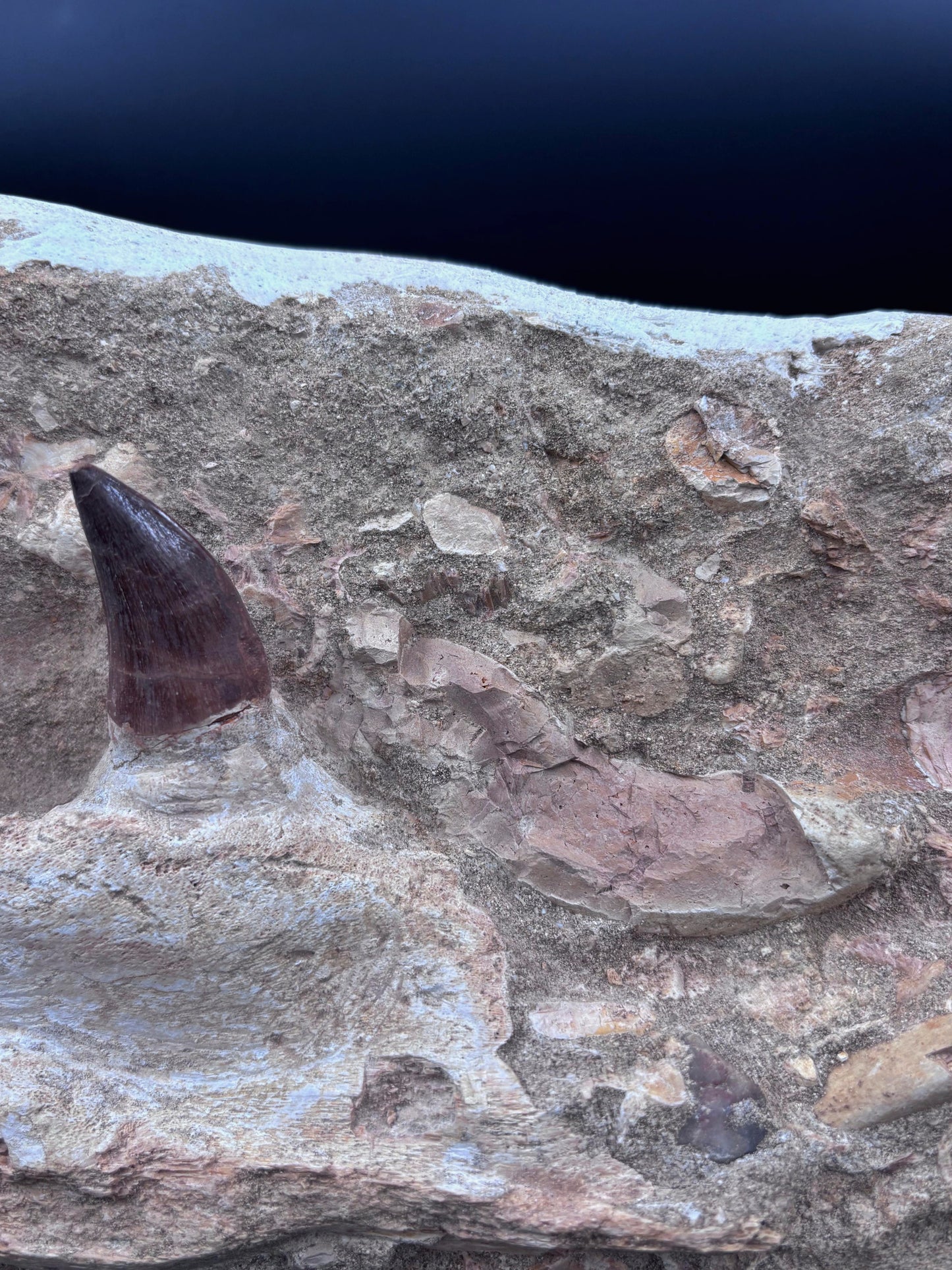 Mandibula de Mosasaurio, 37x19 cm #Hh25