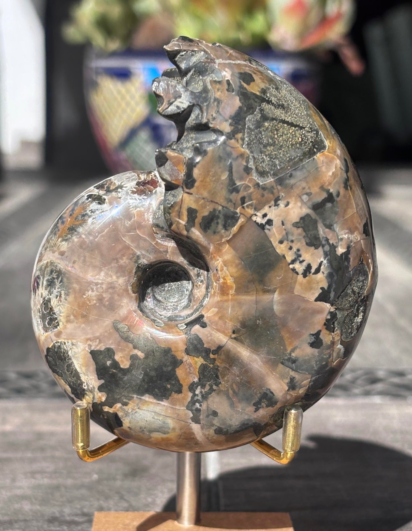 Amonite Cleoniceras Pulido, 9x7 cm #Hh48