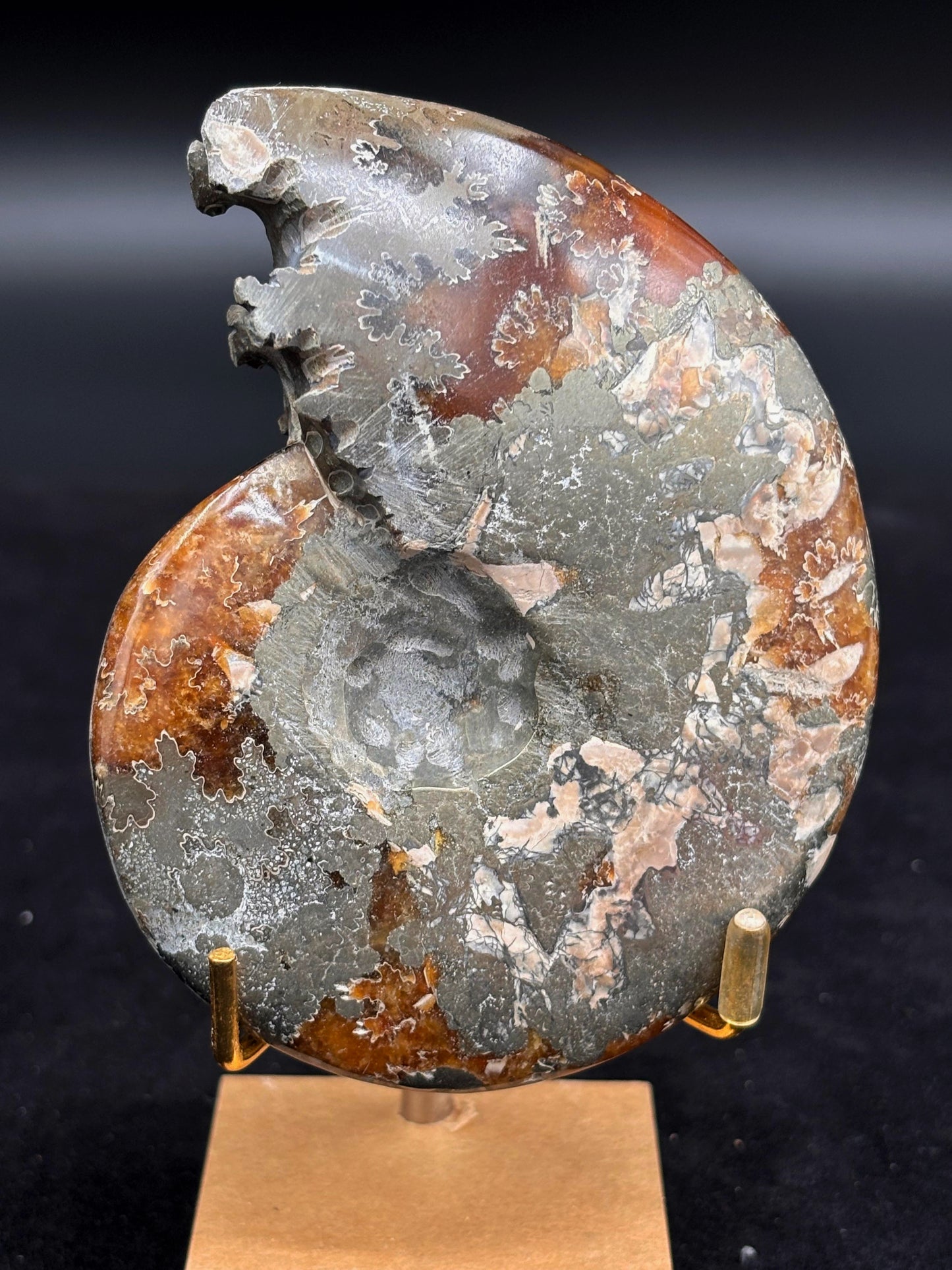 Amonite Cleoniceras Pulido, 10x8 cm #Hh69