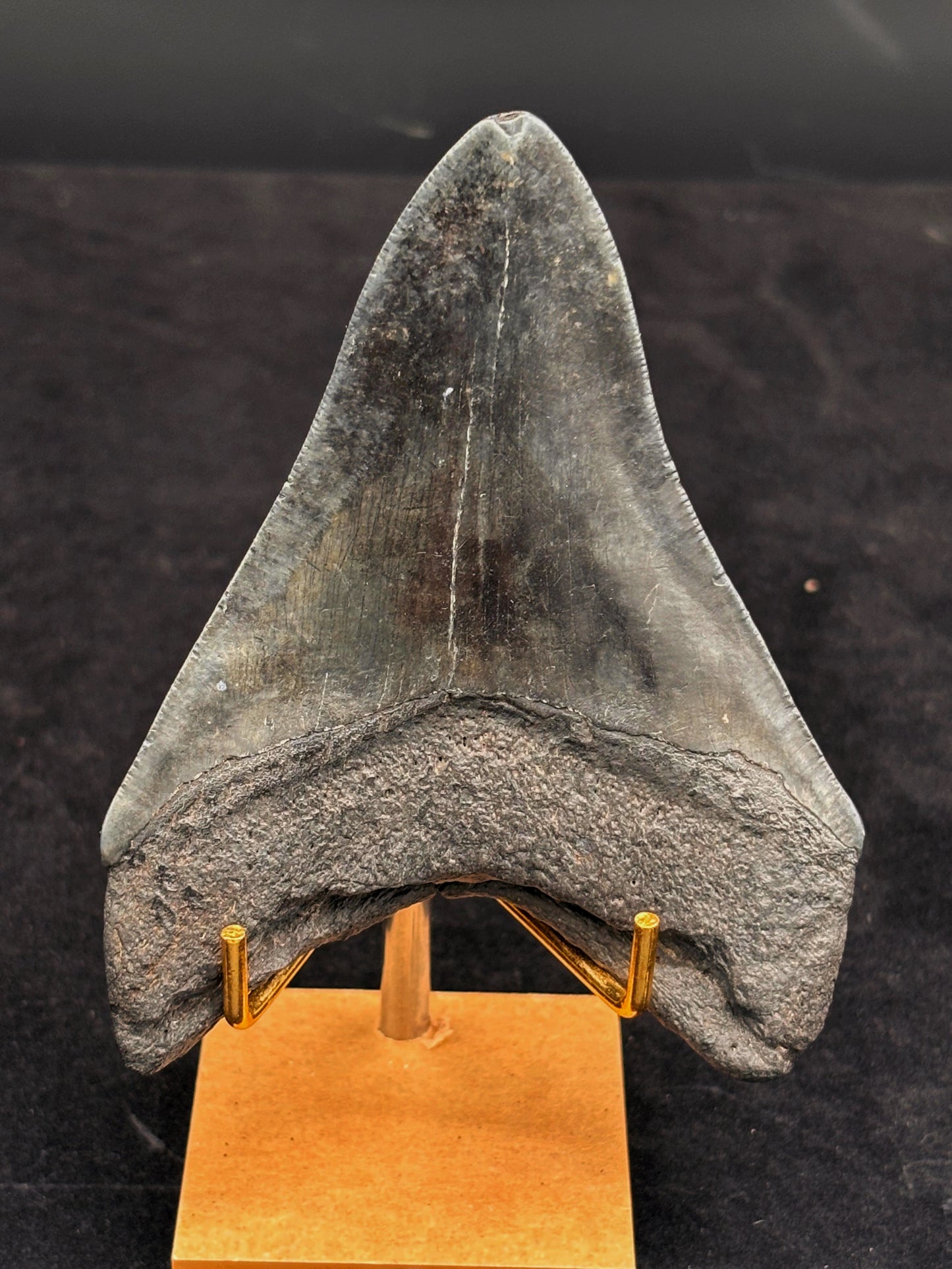 Diente de Megalodón. 4.3 pulgadas #Hh91