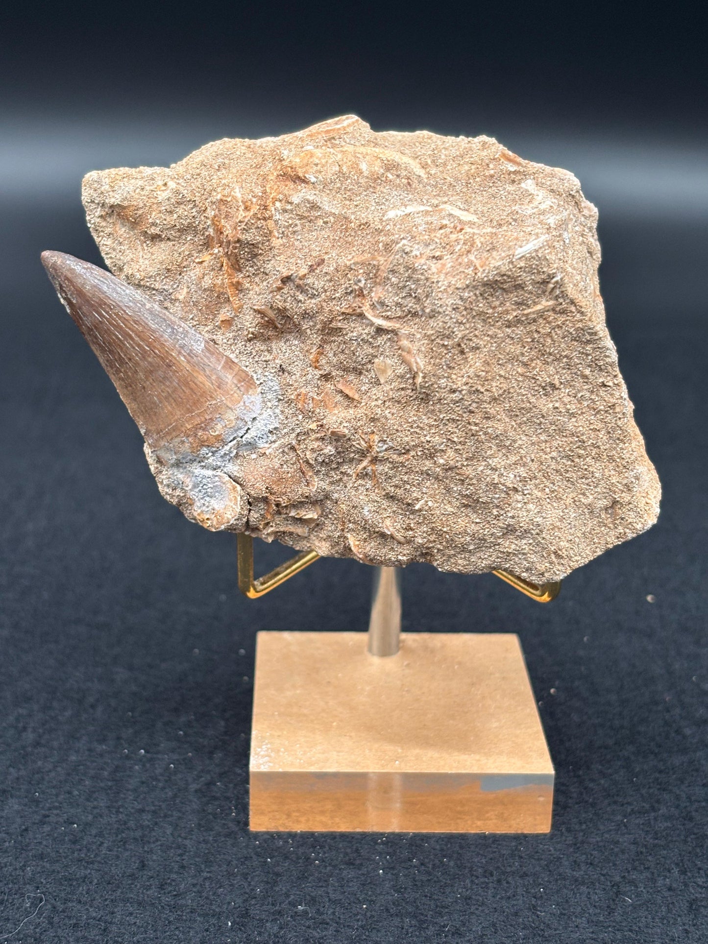 Diente de Mosasaurio en su Matriz