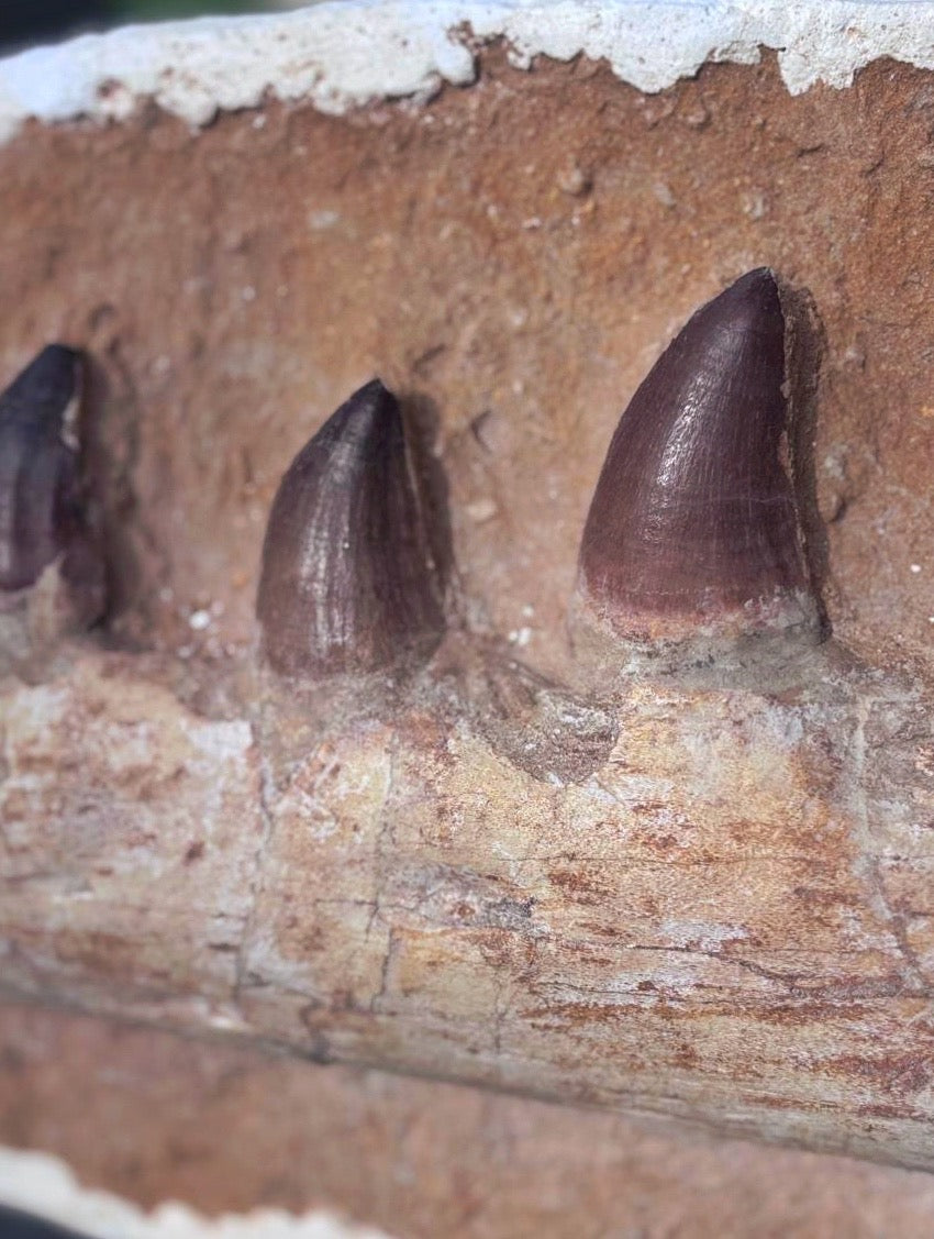 Mandibula de Mosasaurio, 70x24 cm