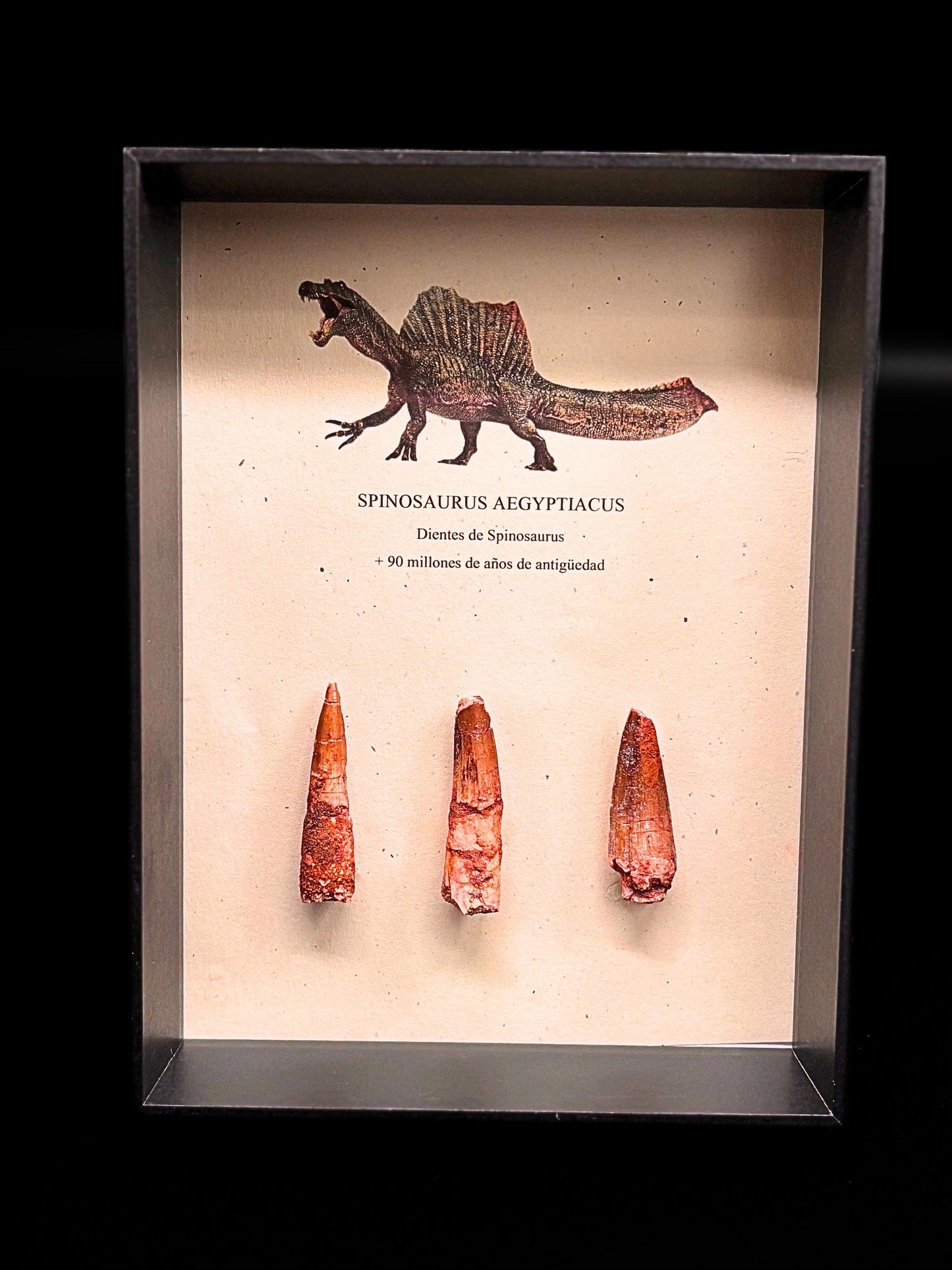 3 Dientes de Spinosaurus