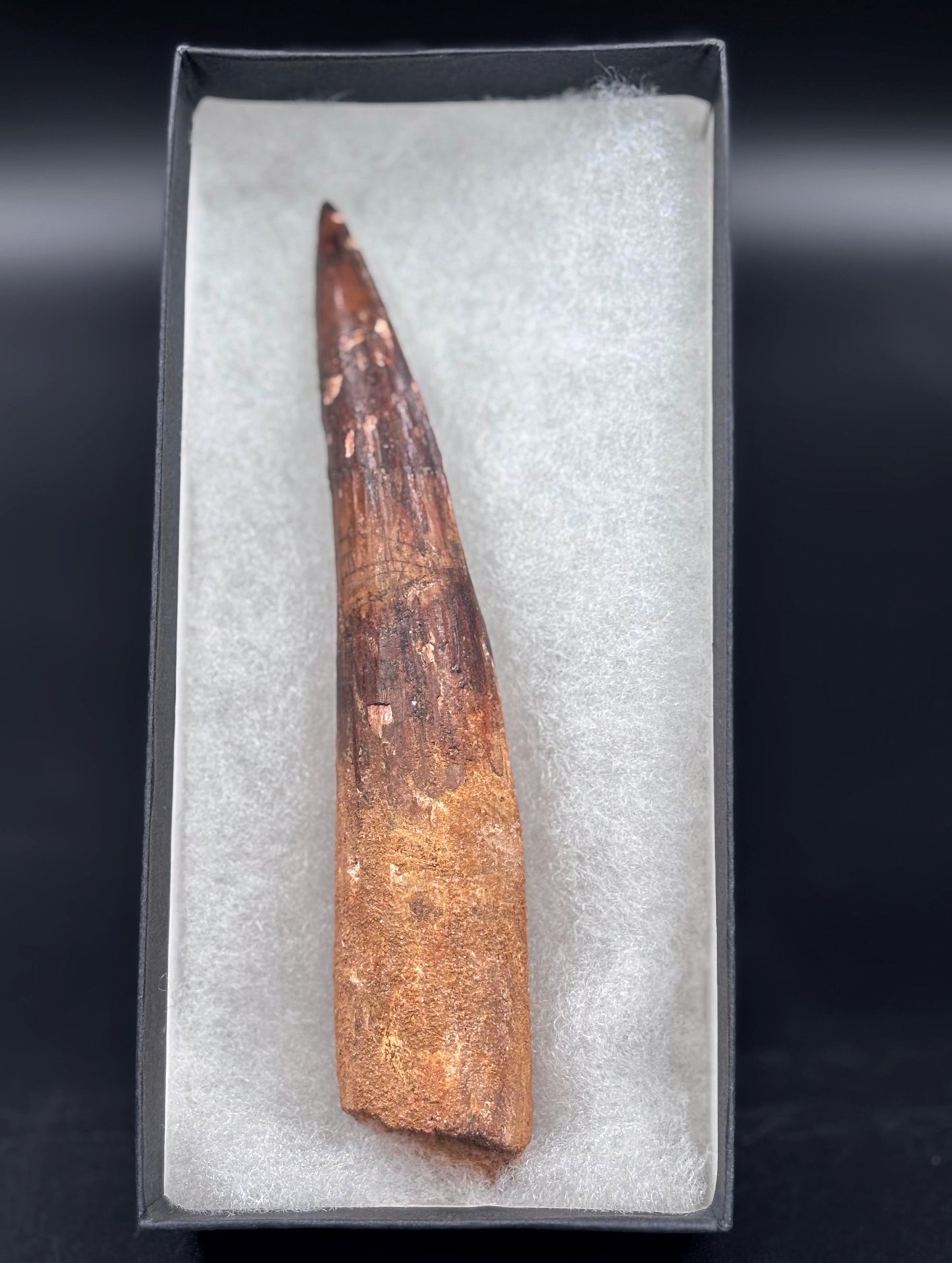 Diente de Spinosaurus, 16cm #Hh19