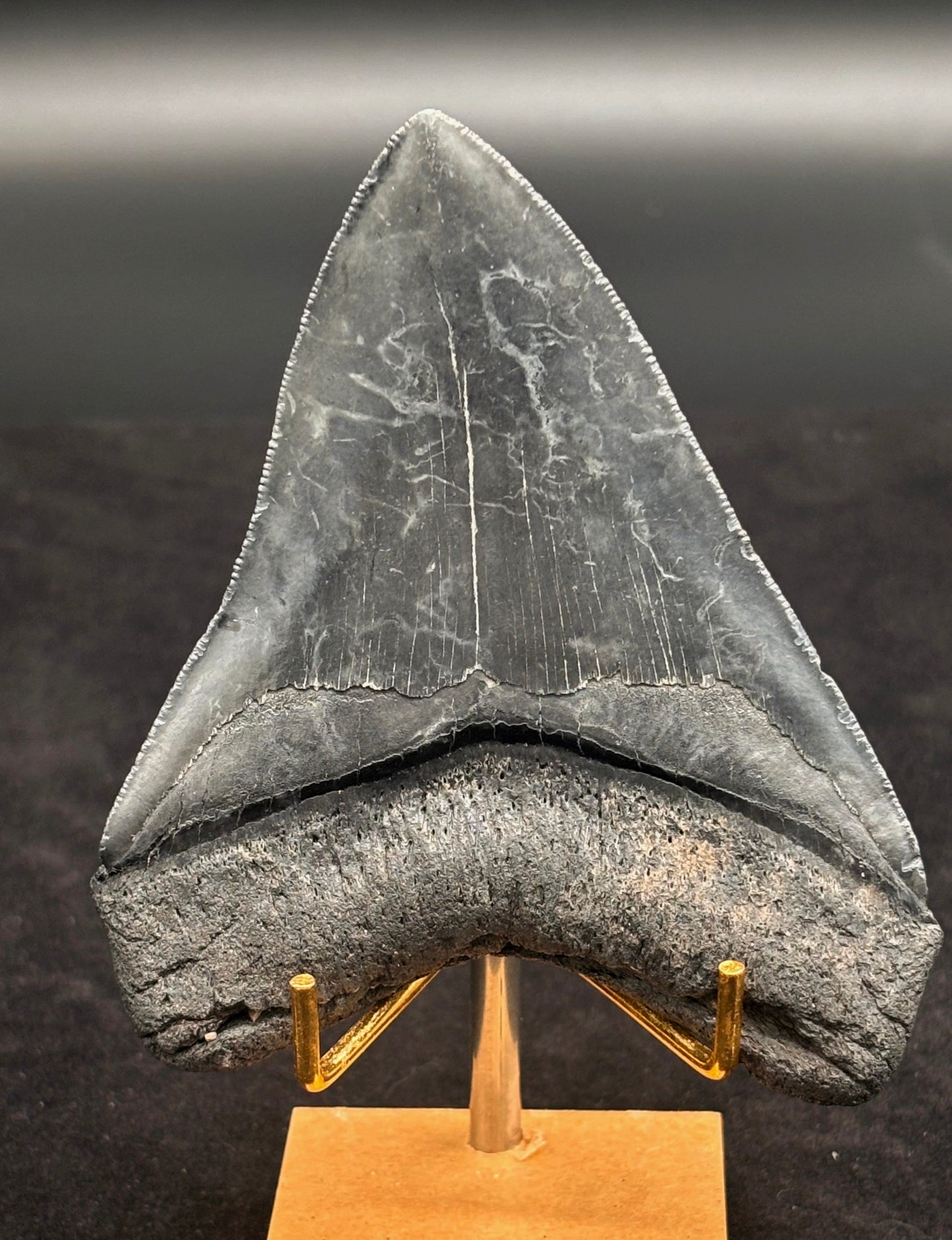 Diente de Megalodón. 4.1 pulgadas #Hh87