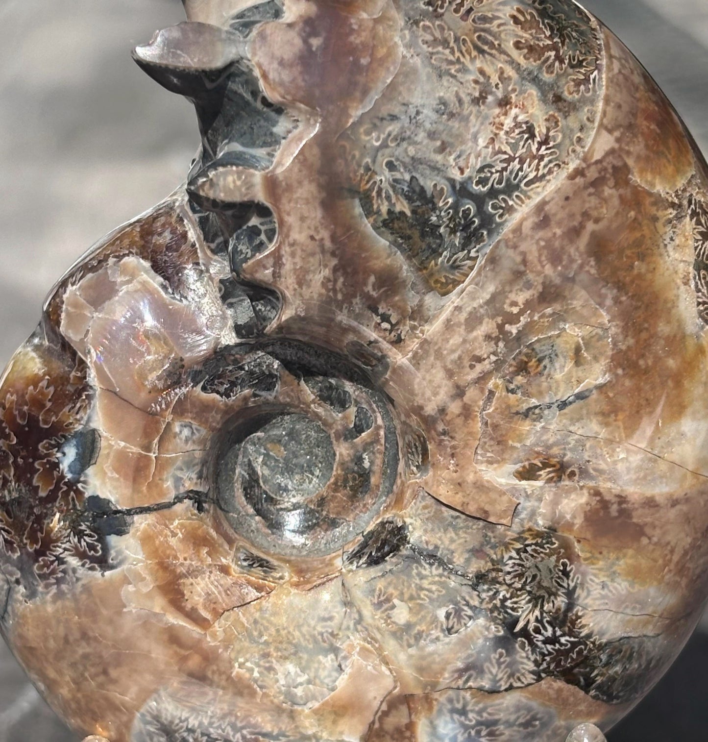 Amonite Cleoniceras Pulido, 8x10 cm #Hh38