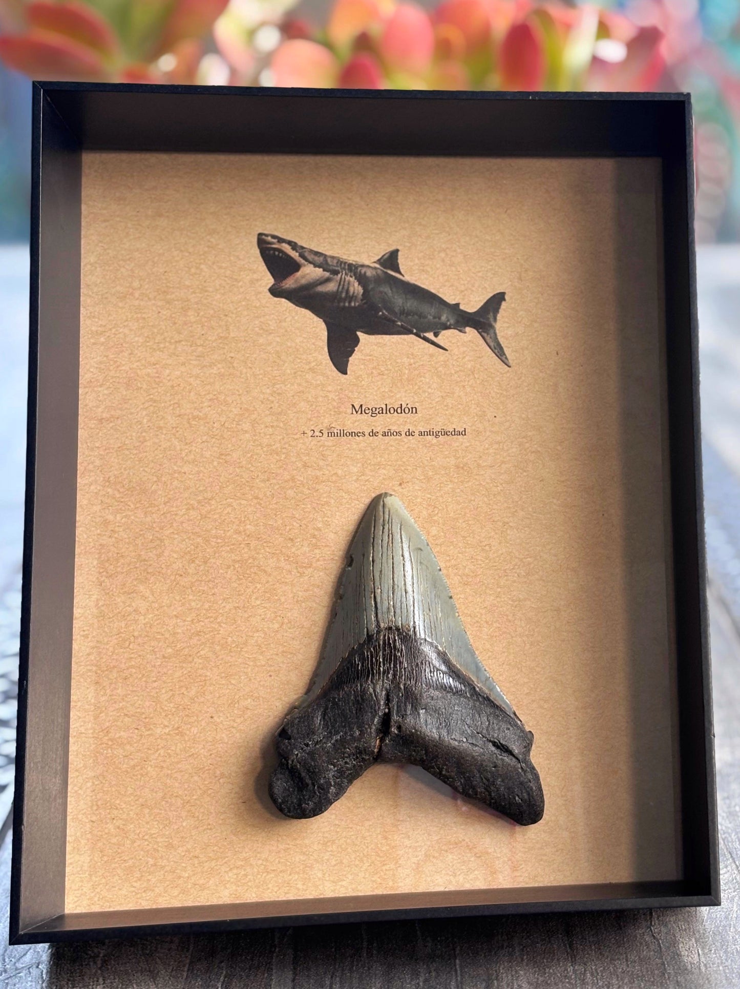 Diente de Megalodón, 4.7 pulgadas