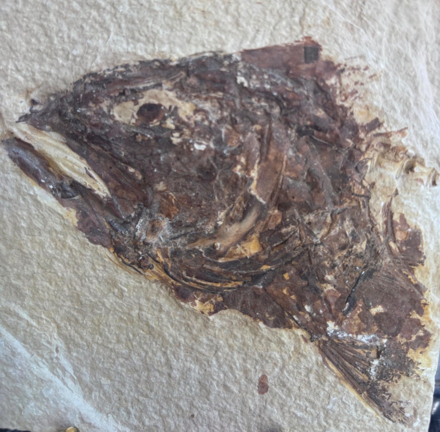 Pez Fósil, 10.2x10.2 cm