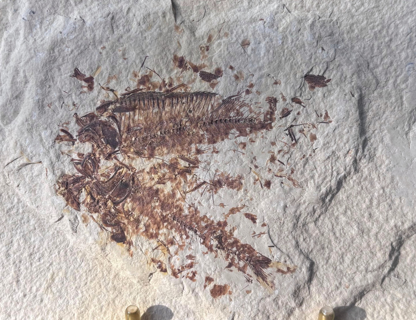 Pez Fósil (Knightia Eocaena), 15x10 cm