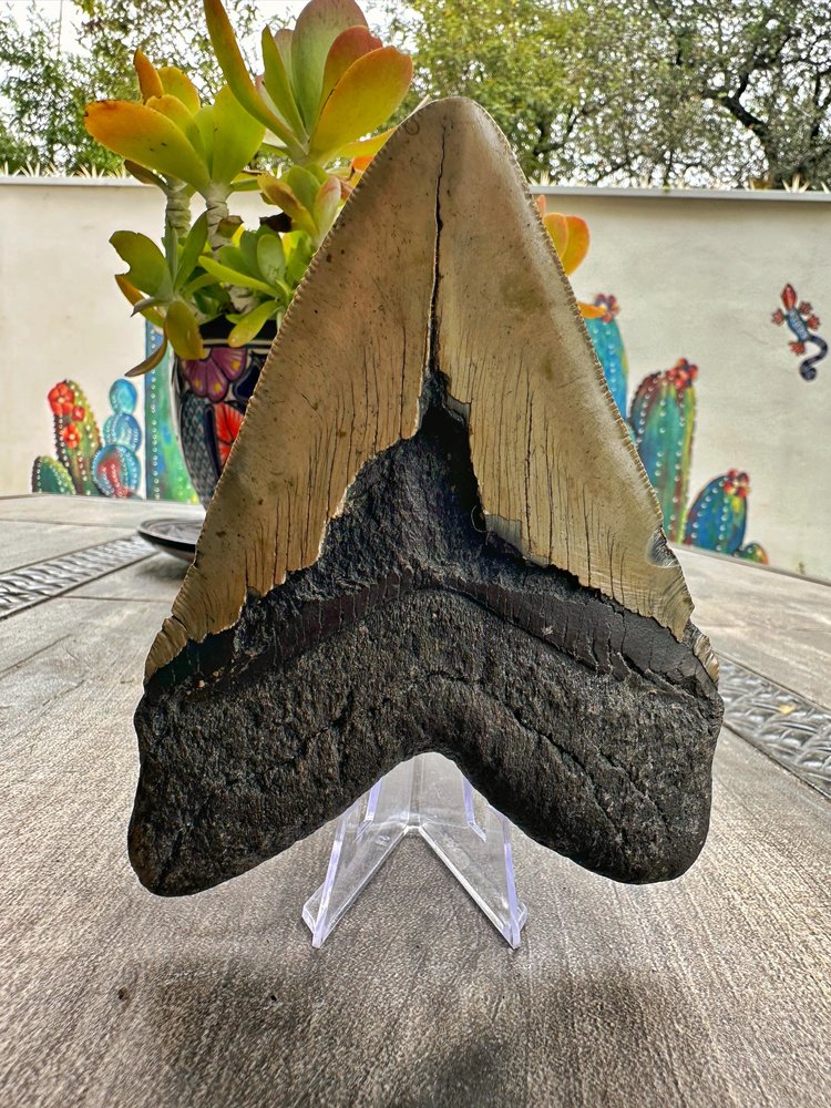 Diente de Megalodón. 5.3 pulgadas #M18