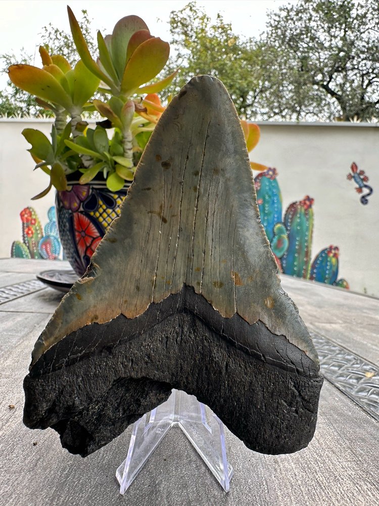 Diente de Megalodón. 5.11 pulgadas #M25